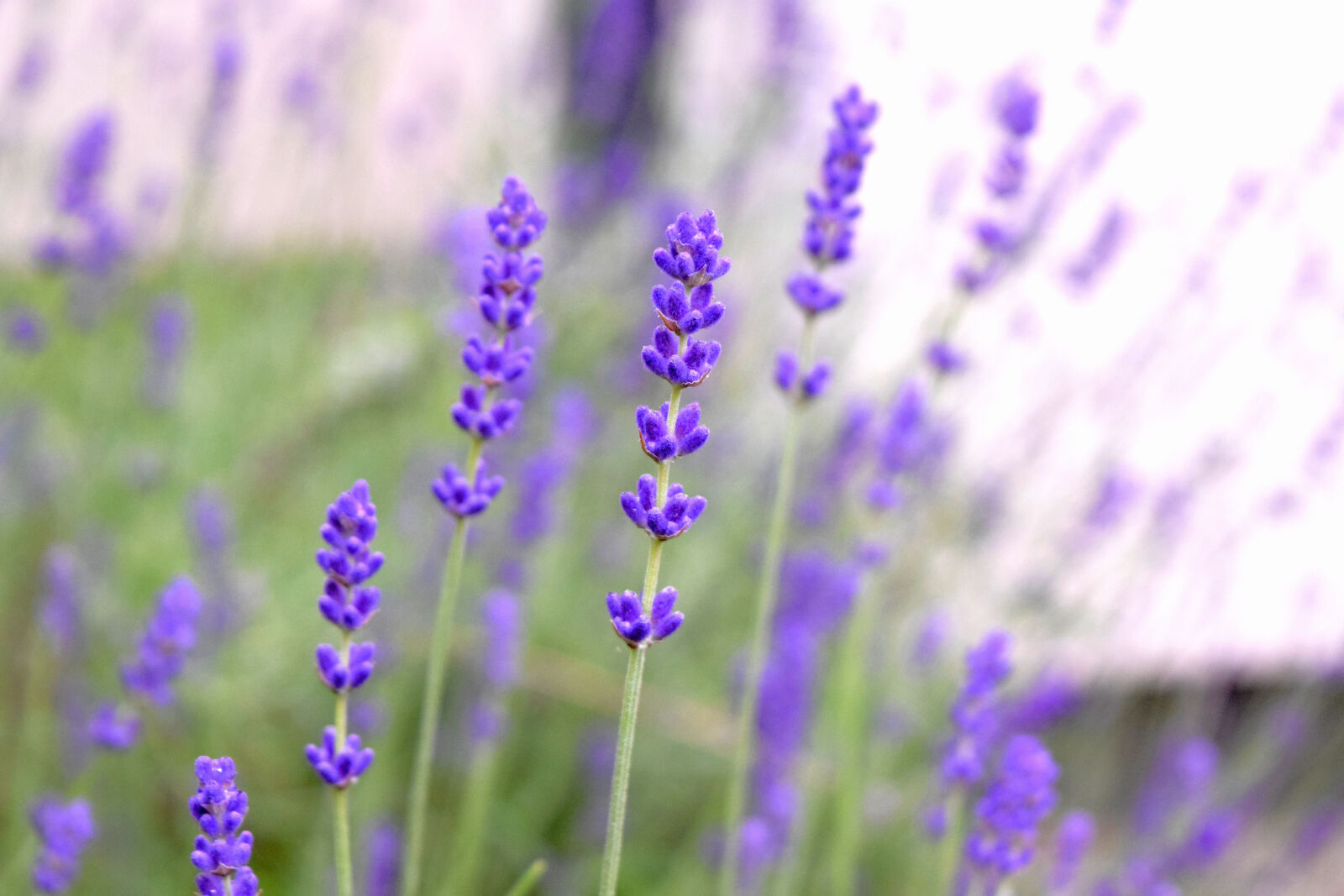Nikon D3300 sample photo. Blossom, lavender, lawenda, summer photography