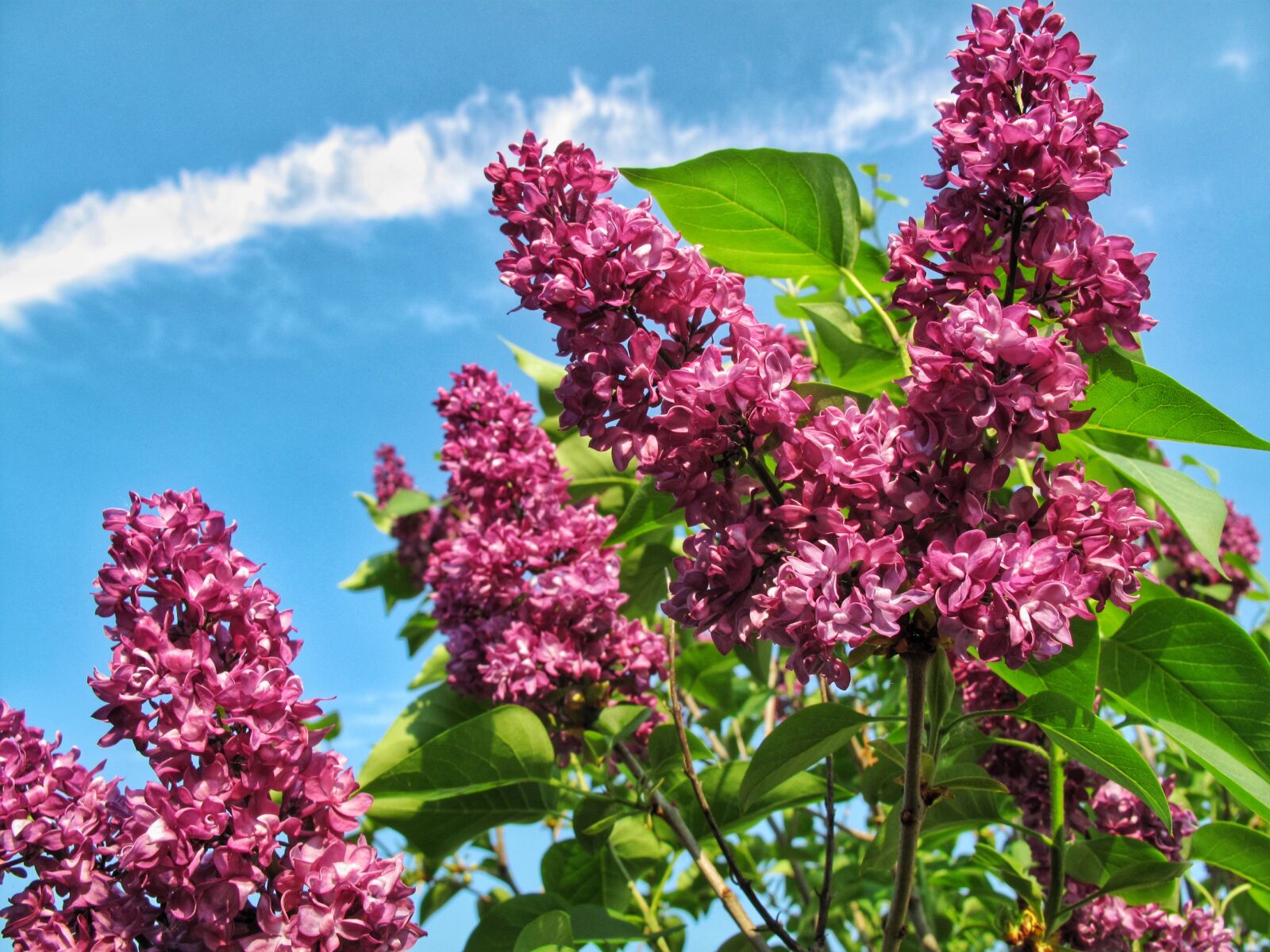 Canon PowerShot G10 sample photo. Lilacs, flowers, spring photography