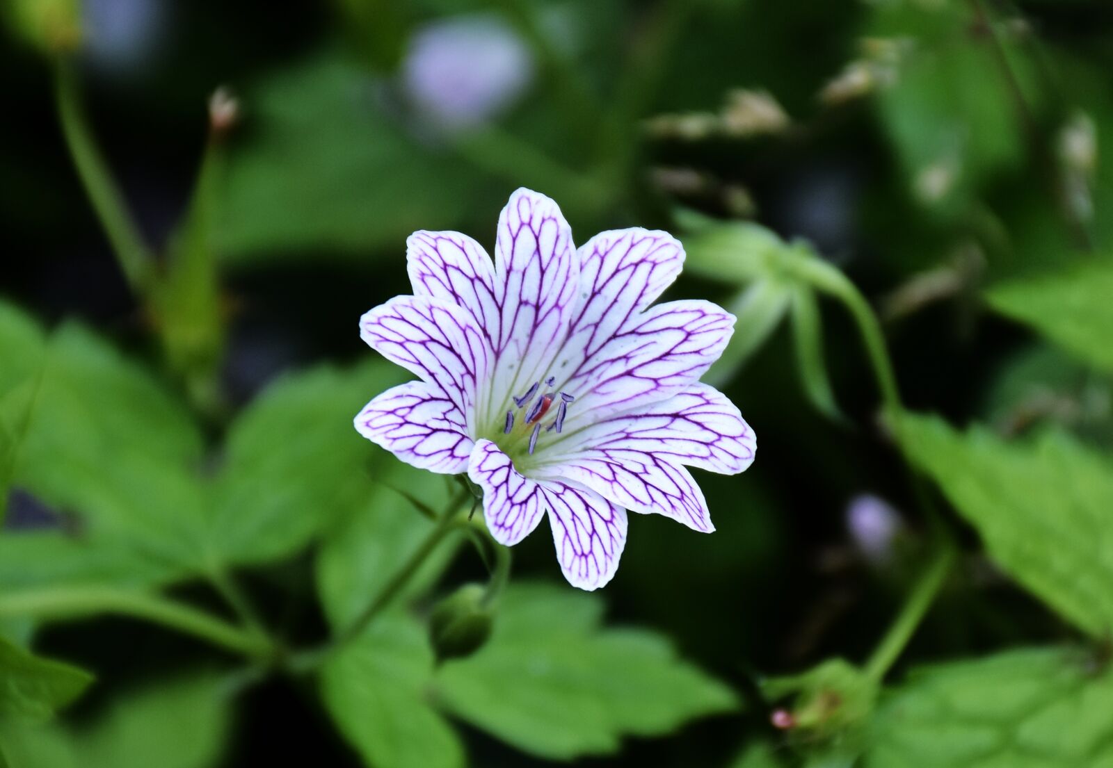 Nikon D7200 sample photo. Hardy geranium, cranesbill, flower photography