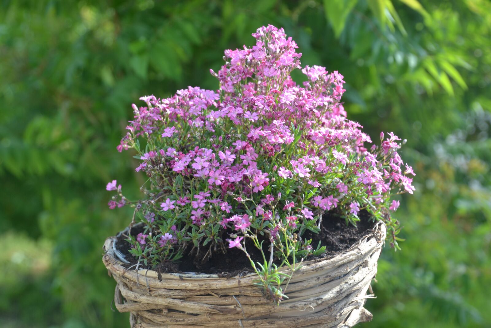 Nikon D3100 sample photo. Flower, pink, nature photography