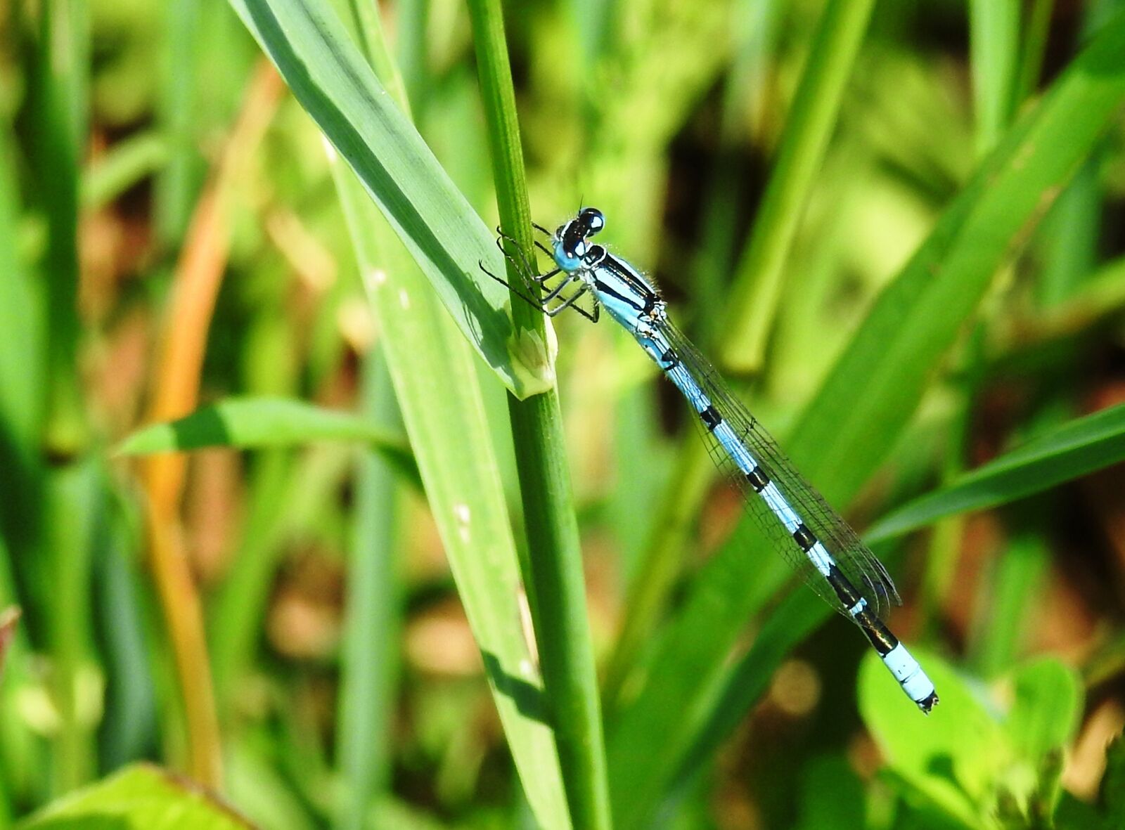Nikon Coolpix P900 sample photo. Dragonfly, insect, close up photography