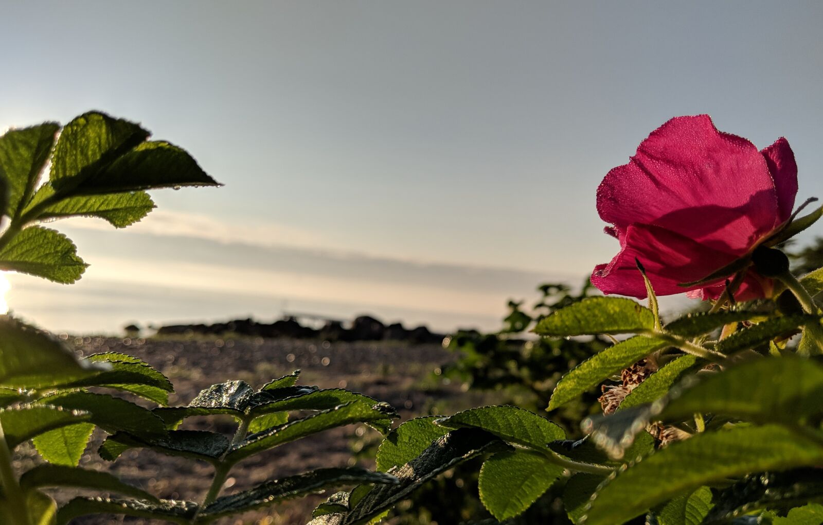 Google Pixel 2 sample photo. Flower, rose, blossom photography