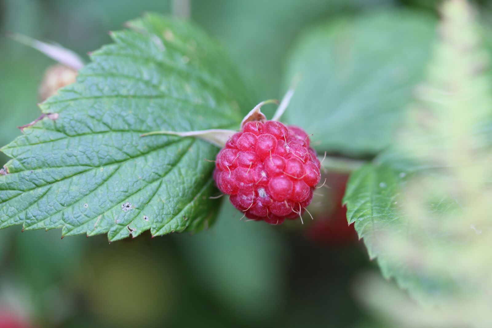 Canon EF-S 60mm F2.8 Macro USM sample photo. Raspberry, fruit, forest photography