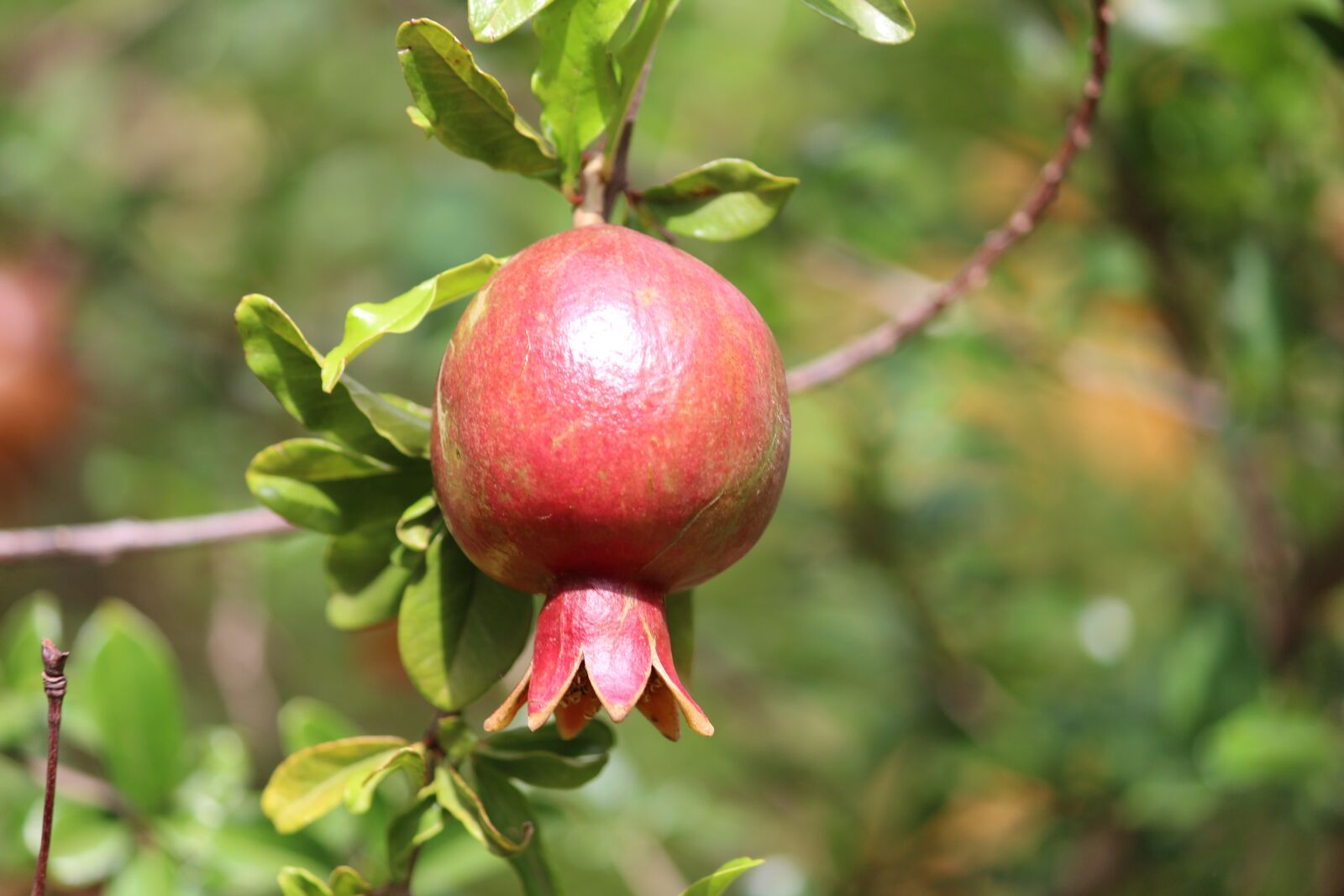 Canon EOS 1200D (EOS Rebel T5 / EOS Kiss X70 / EOS Hi) sample photo. Fruits, garden, pomegranate photography