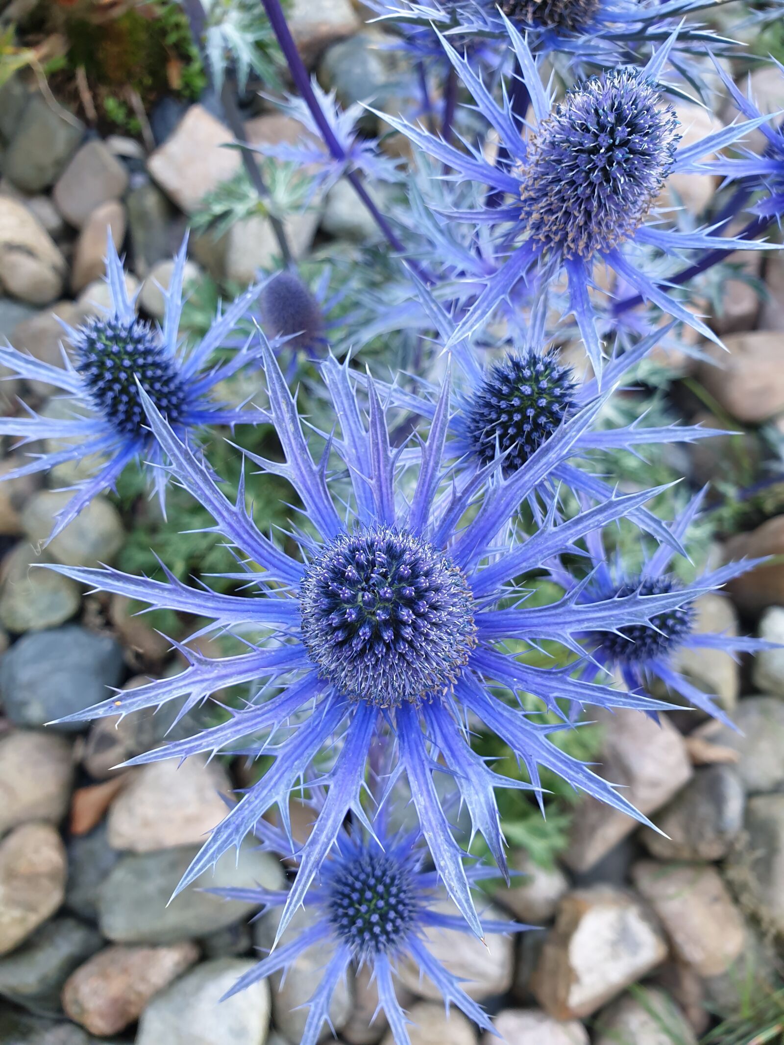 Samsung Galaxy S9 sample photo. Blur thistle, nature, blue photography