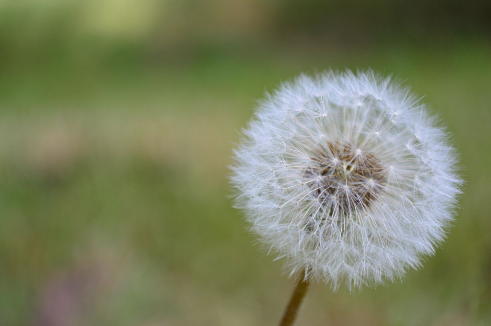 Nikon D3200 sample photo. Dandelion, plant, weed photography
