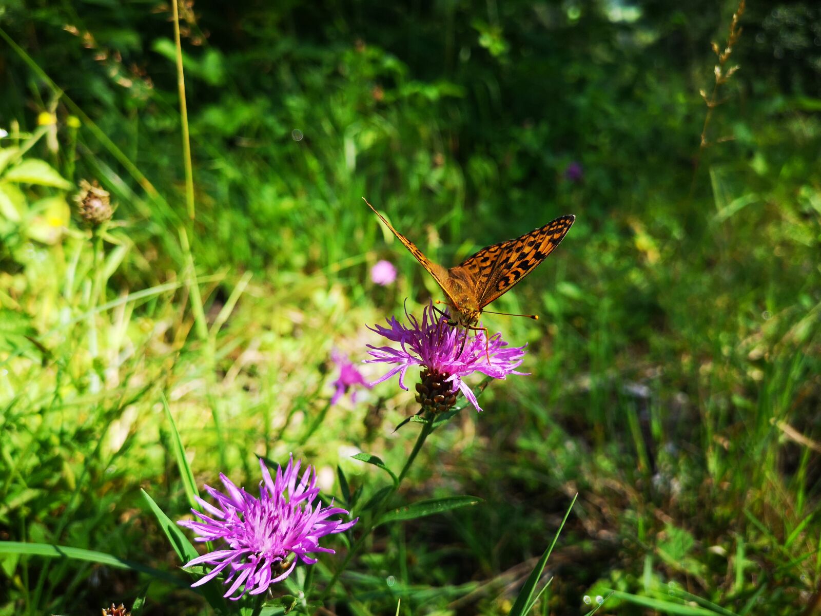 HUAWEI CLT-L29 sample photo. Butterfly, animal, nature photography