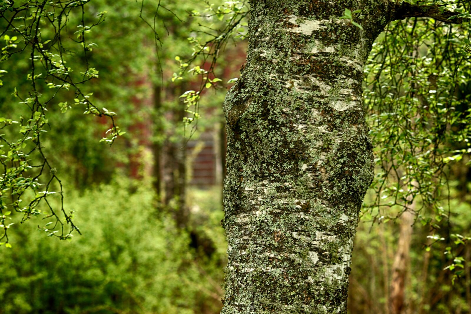 Canon EOS 7D Mark II + Canon EF 135mm F2L USM sample photo. Tree, wood, birch photography