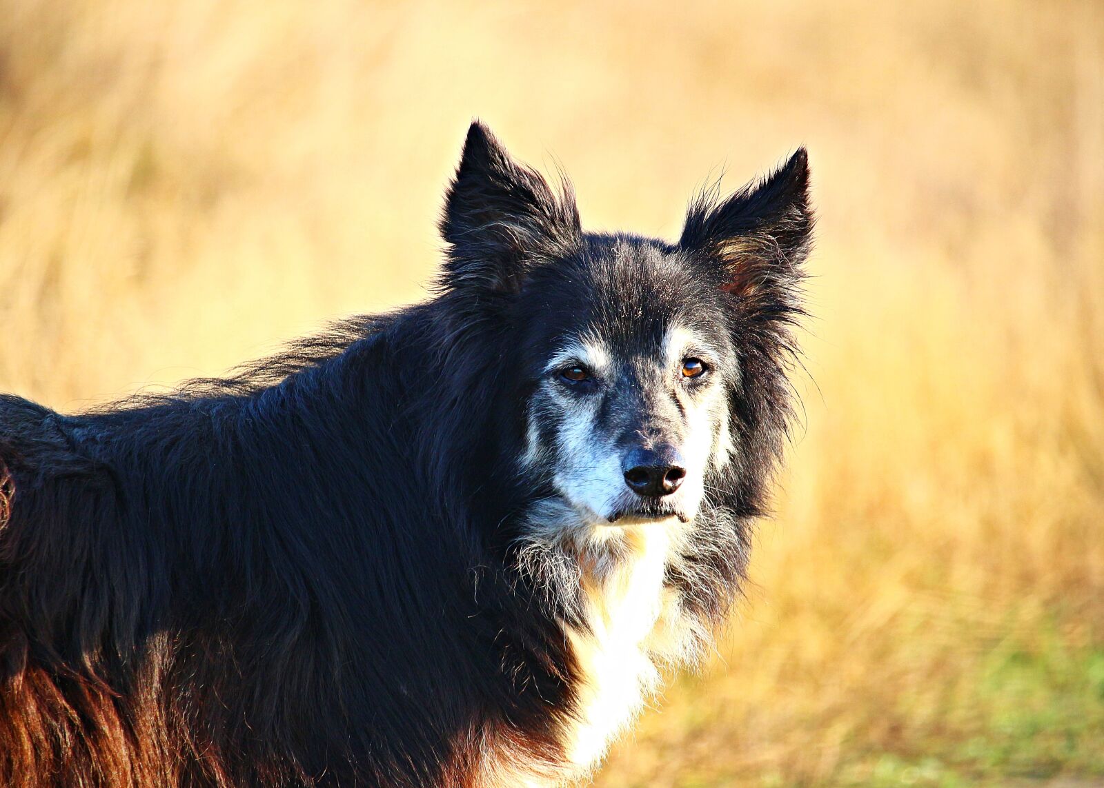 Canon EOS 100D (EOS Rebel SL1 / EOS Kiss X7) sample photo. Dog, collie, border photography