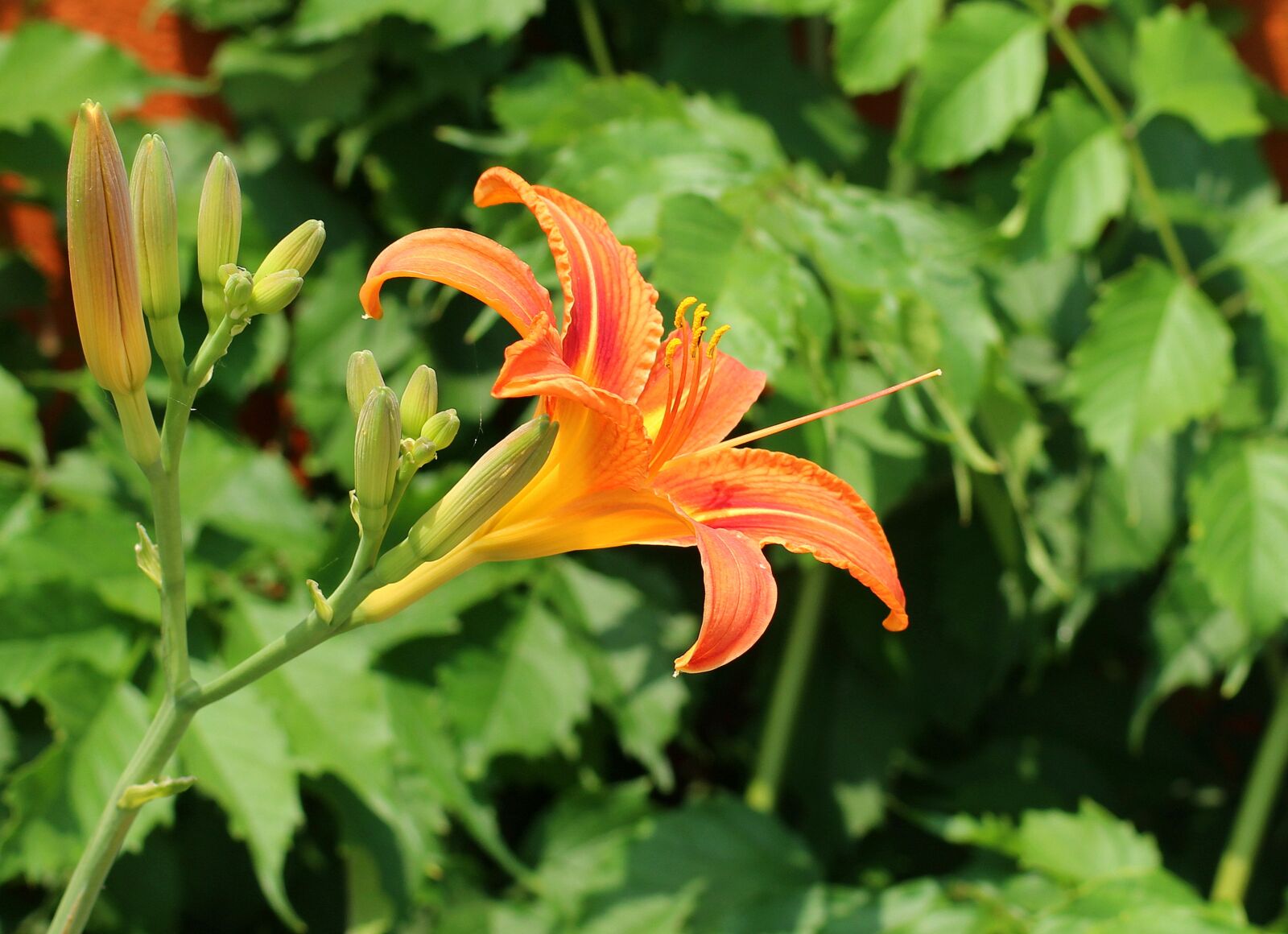 Canon EOS 1200D (EOS Rebel T5 / EOS Kiss X70 / EOS Hi) sample photo. Lily, lily garden, flower photography