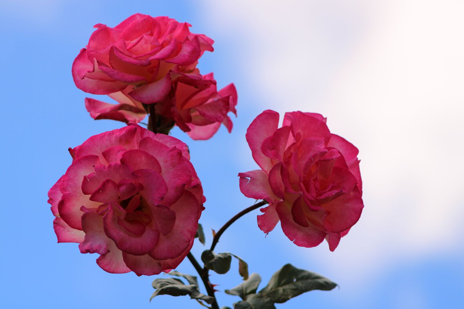 Canon EOS 2000D (EOS Rebel T7 / EOS Kiss X90 / EOS 1500D) sample photo. Pink rose, rose, bloem photography