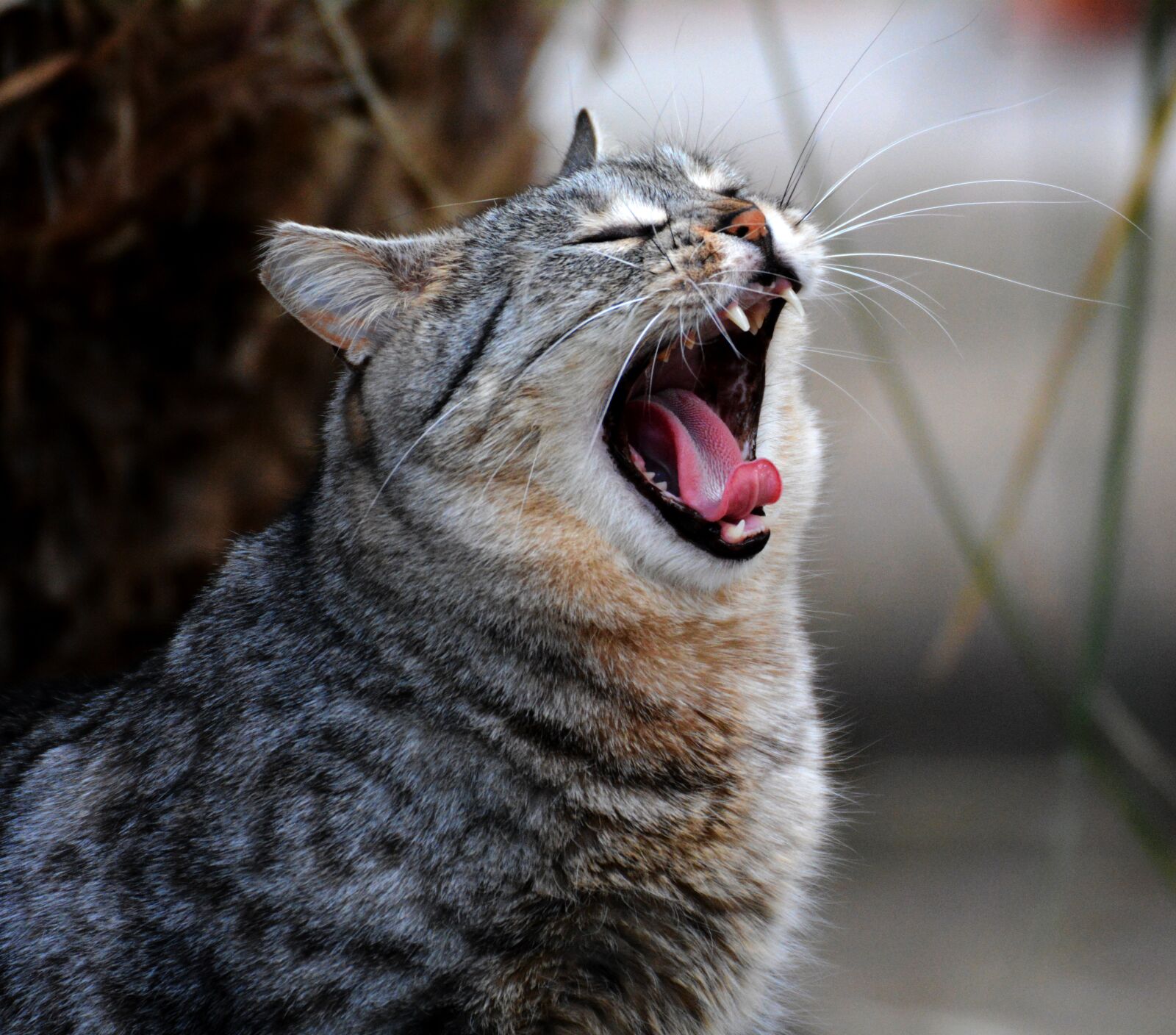 Nikon D7100 sample photo. Little tiger, yawn, feline photography