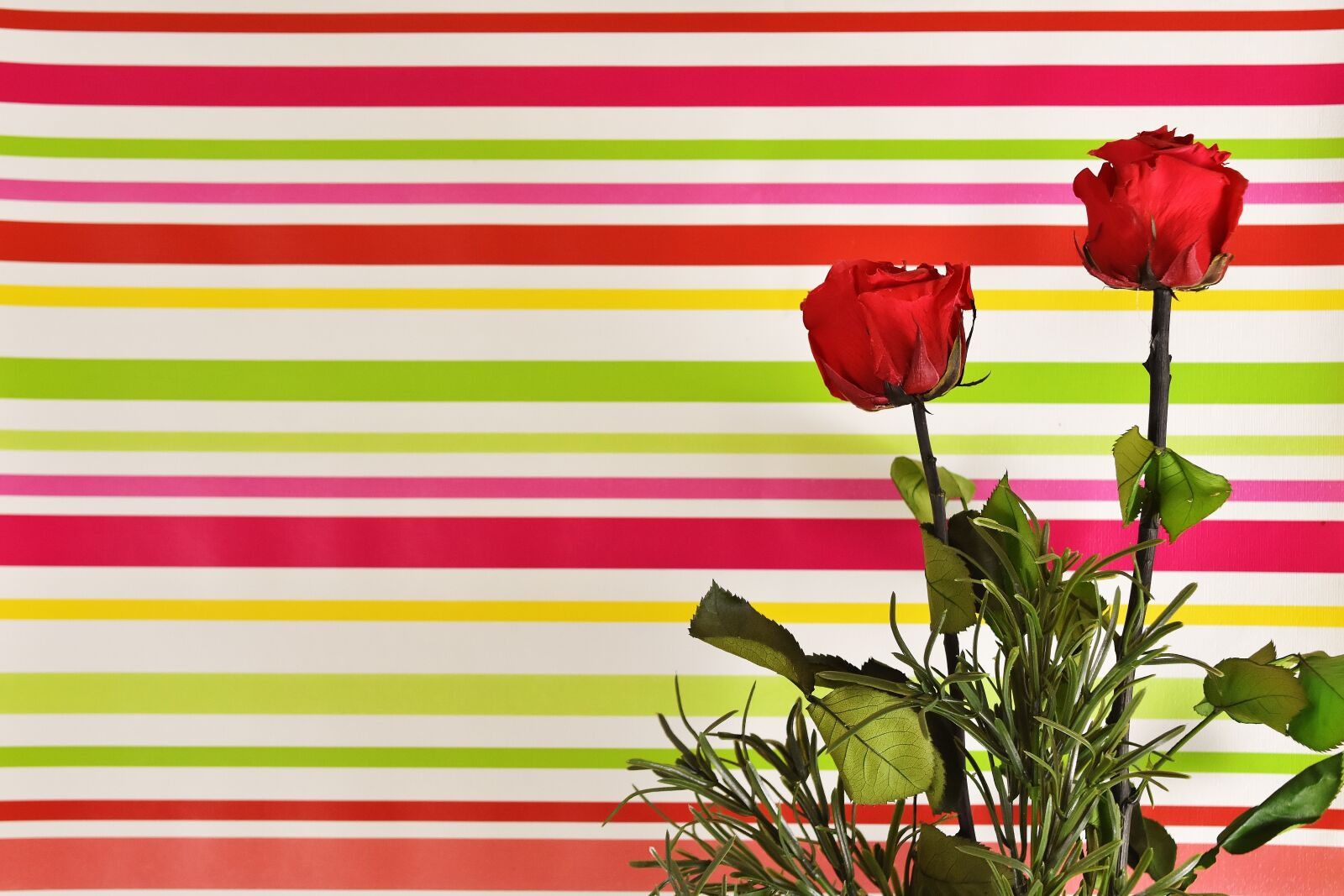 Nikon D7200 sample photo. Red roses, colorful, flowers photography