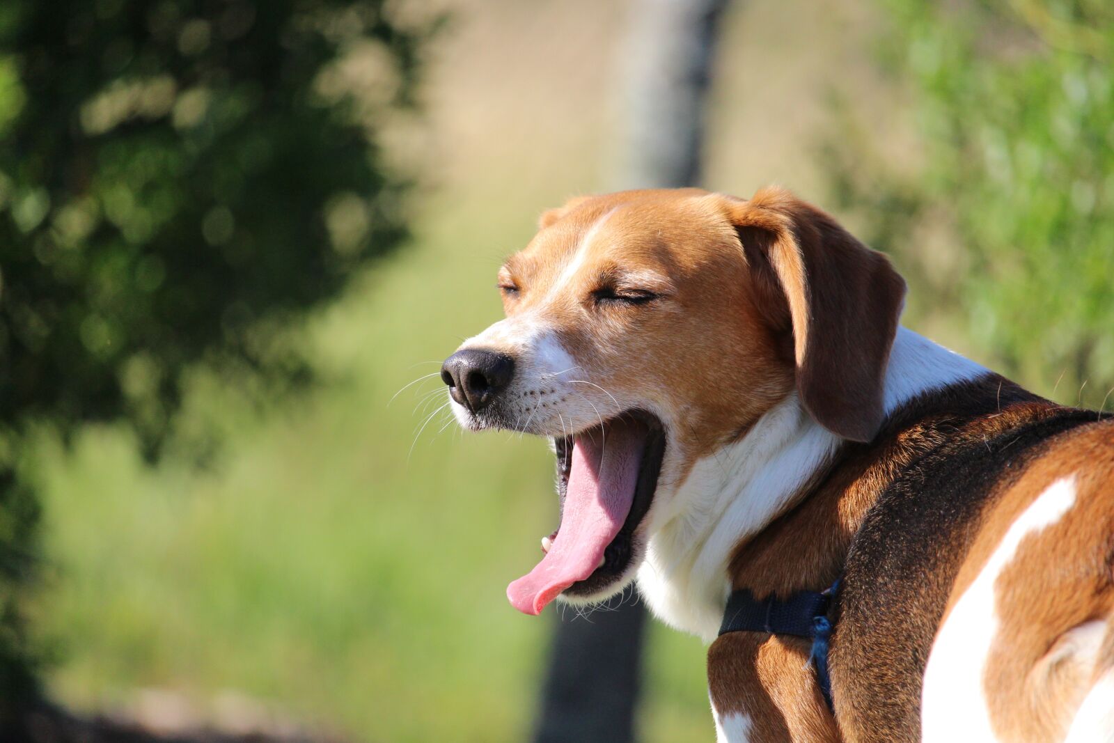 Canon EOS 700D (EOS Rebel T5i / EOS Kiss X7i) sample photo. Beagle, yawn, lazy photography