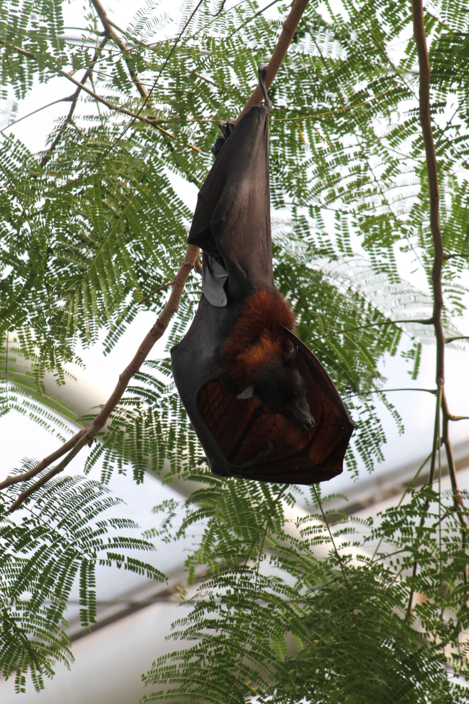 Canon EF75-300mm f/4-5.6 sample photo. Bat, hanging, sleep photography