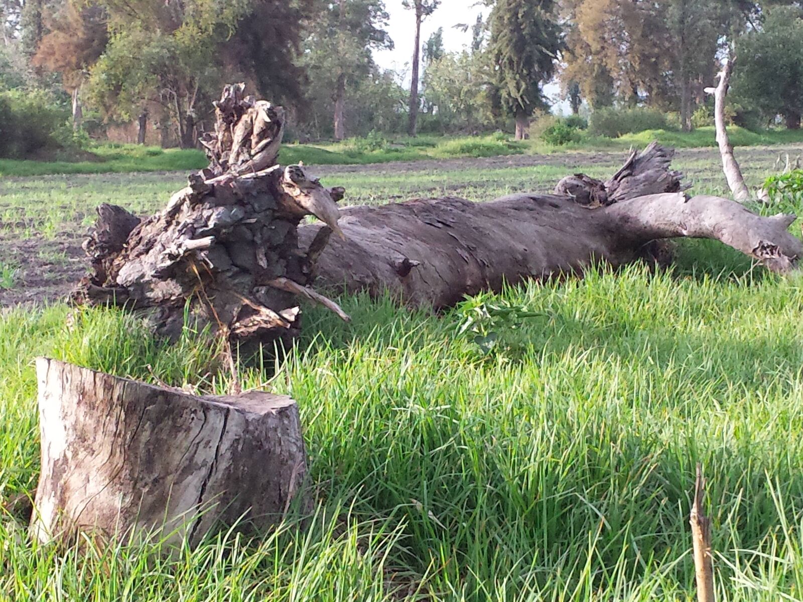 Samsung Galaxy S4 sample photo. Trunk, mutilated, valley photography