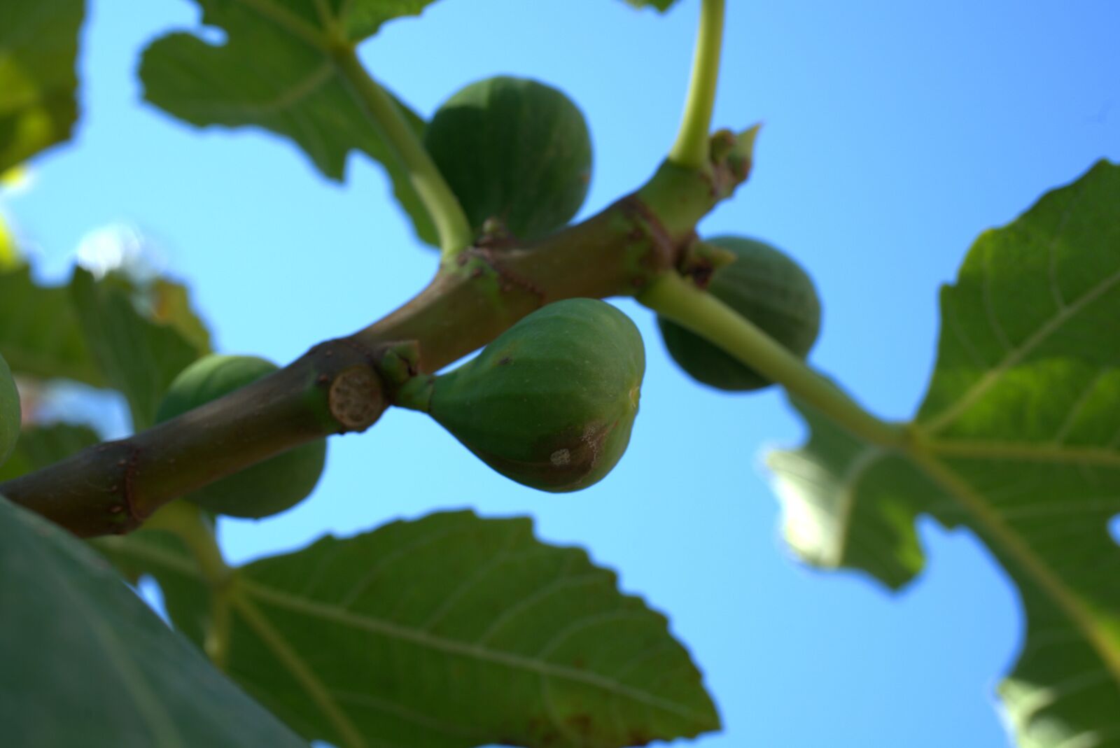 Sony a7 II sample photo. Fig, fruit, mediterranean photography