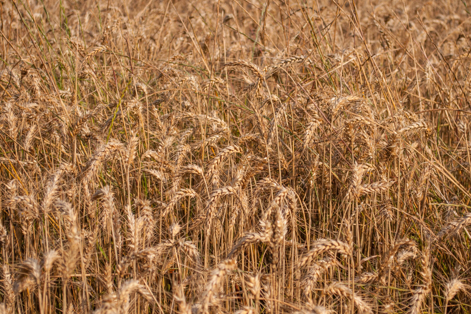 Nikon D5000 sample photo. Agriculture, barley, countryside, crop photography