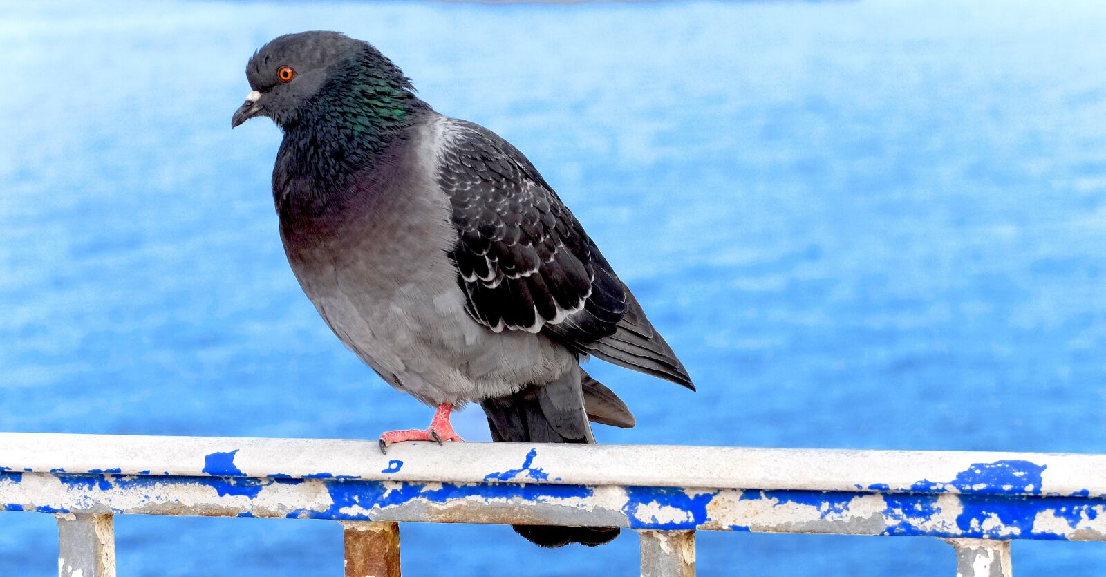 Fujifilm X30 sample photo. Pidgeon, pigeon, bird photography