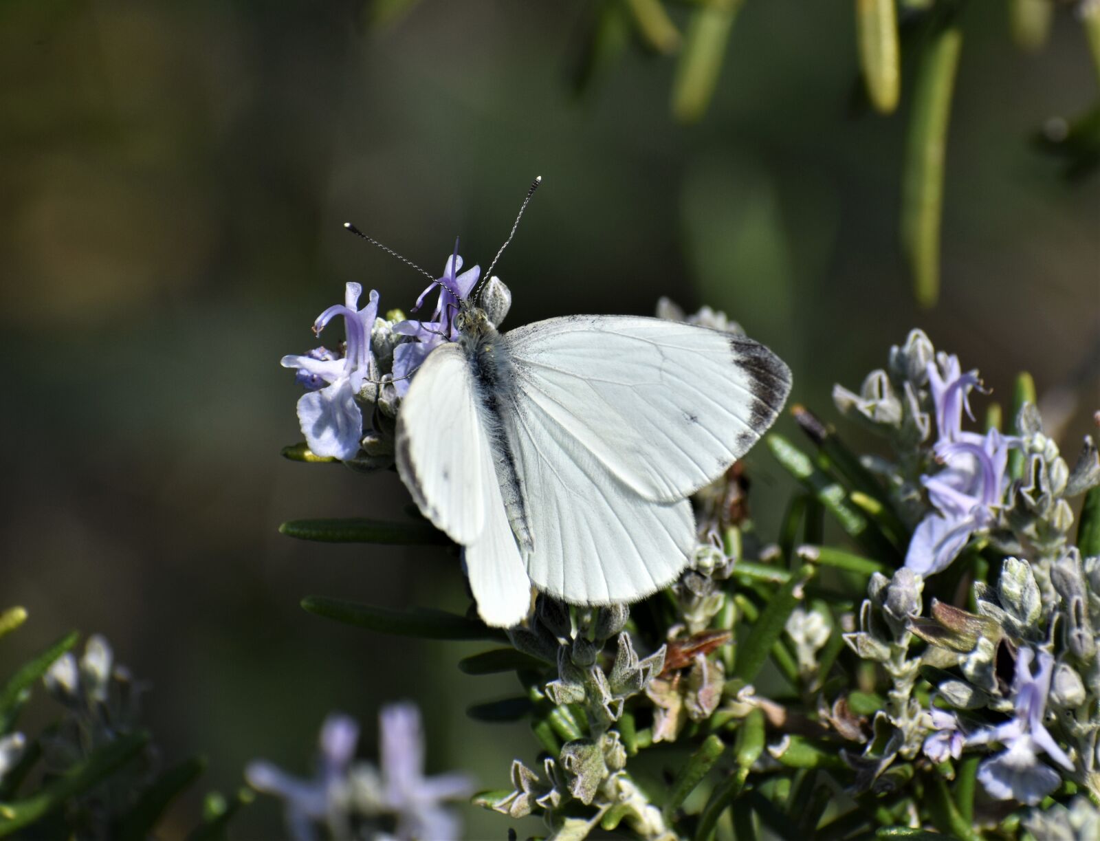 Nikon D3500 sample photo. Butterfly, bianca, blackheads photography