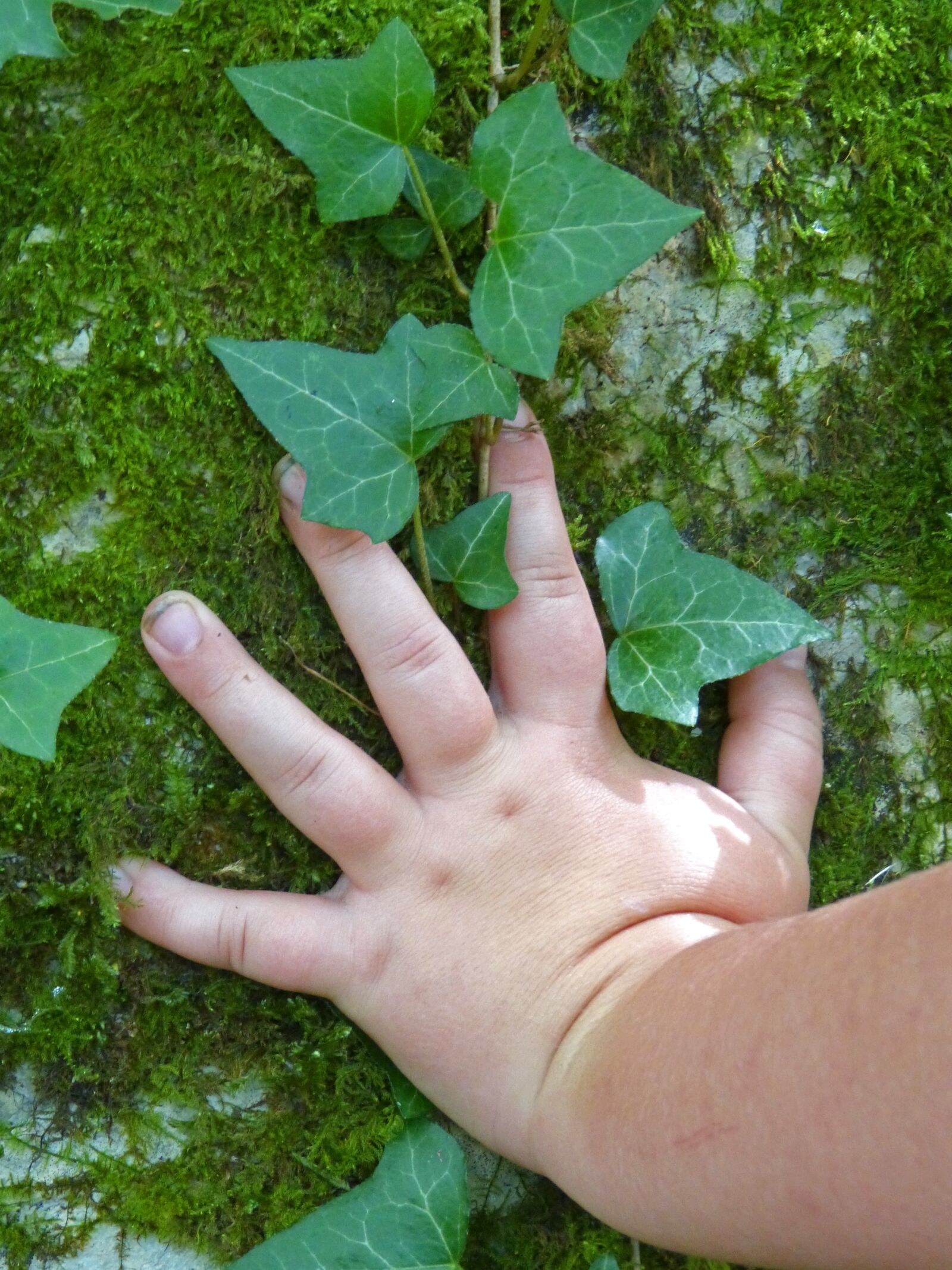 Panasonic DMC-FZ62 sample photo. Hand, ivy, moss photography