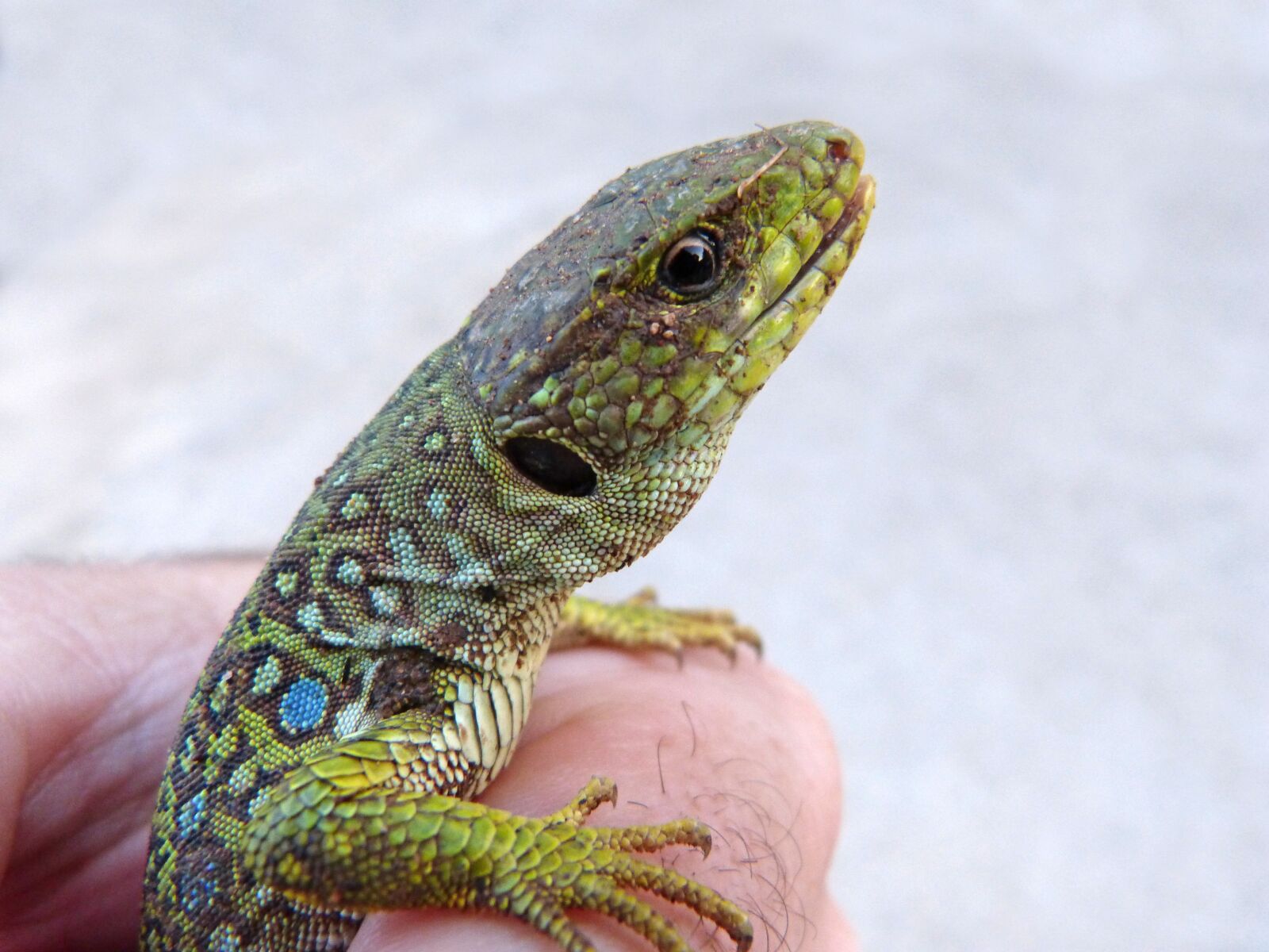 Panasonic DMC-FZ62 sample photo. Lizard, ocellated lizard, quad photography