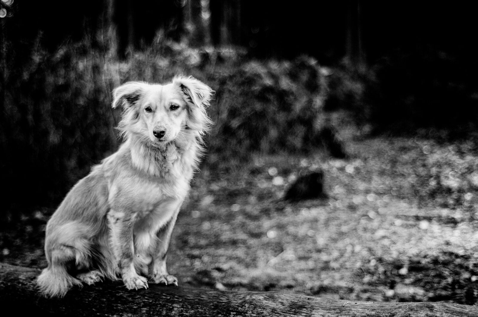 Nikon D90 sample photo. Dog, forest, animal photography