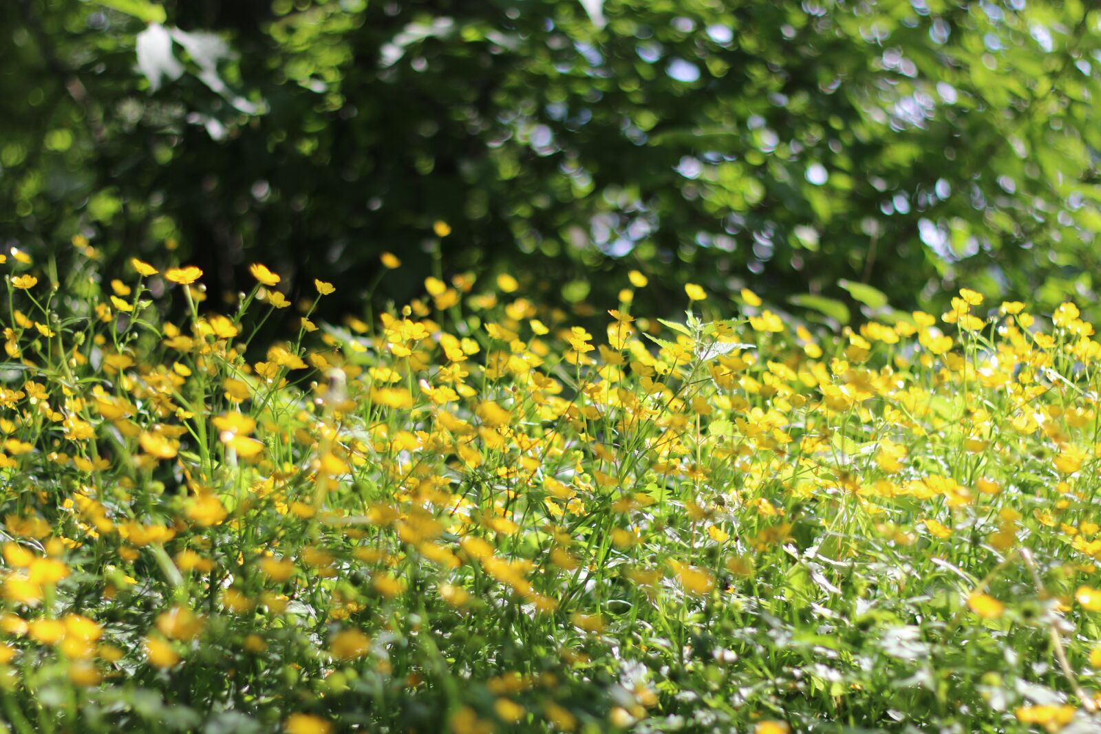 Canon EOS 70D + Canon EF 50mm F1.8 II sample photo. Summer, yellow, green photography