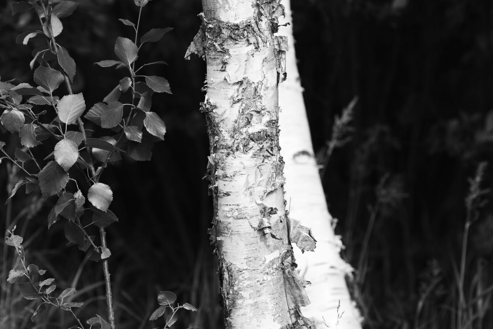 Canon EOS 7D Mark II + Canon EF 135mm F2L USM sample photo. Birch, tree, wood photography