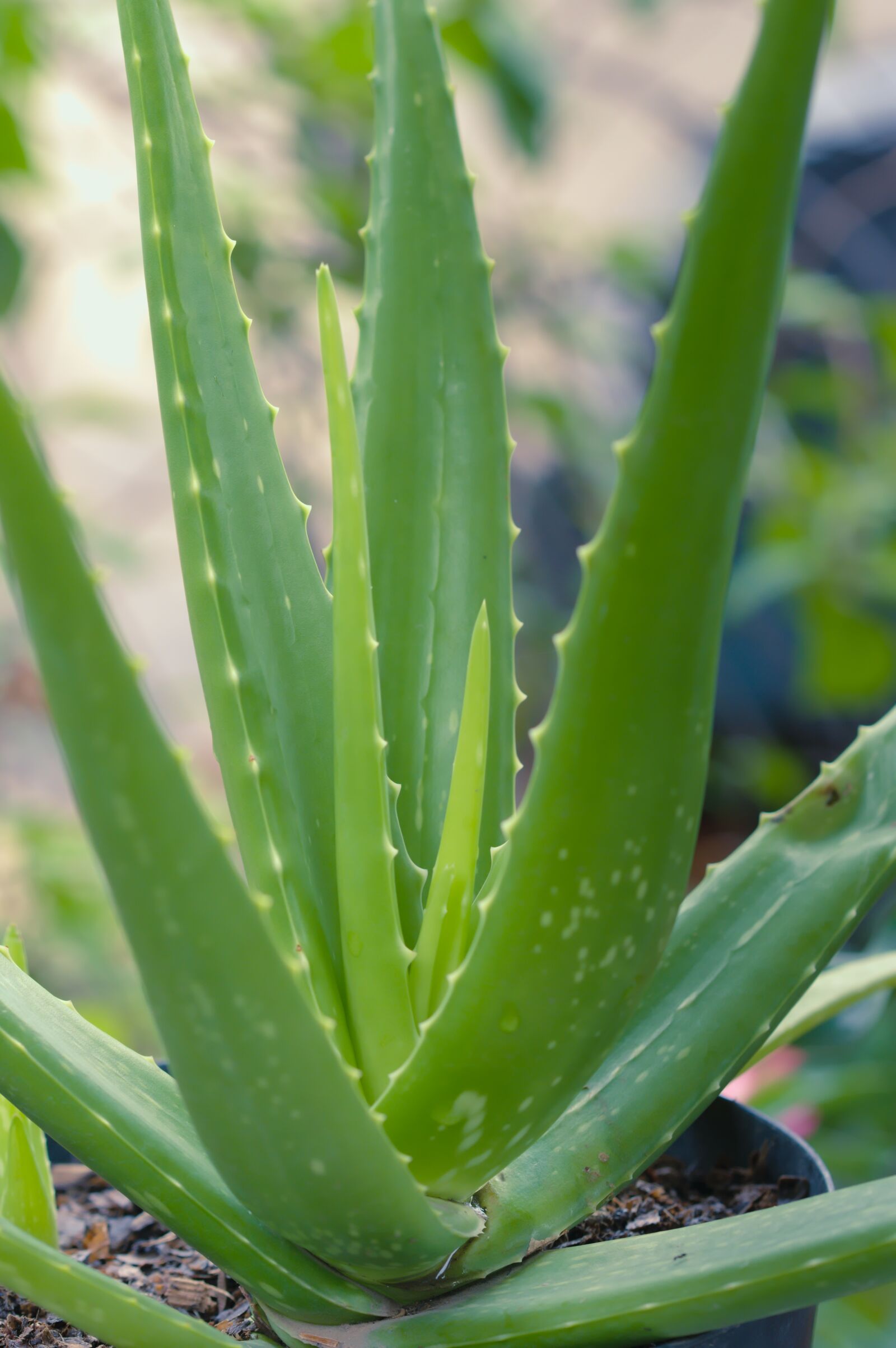 Nikon D500 sample photo. Aloe vera, succulent, healthy photography