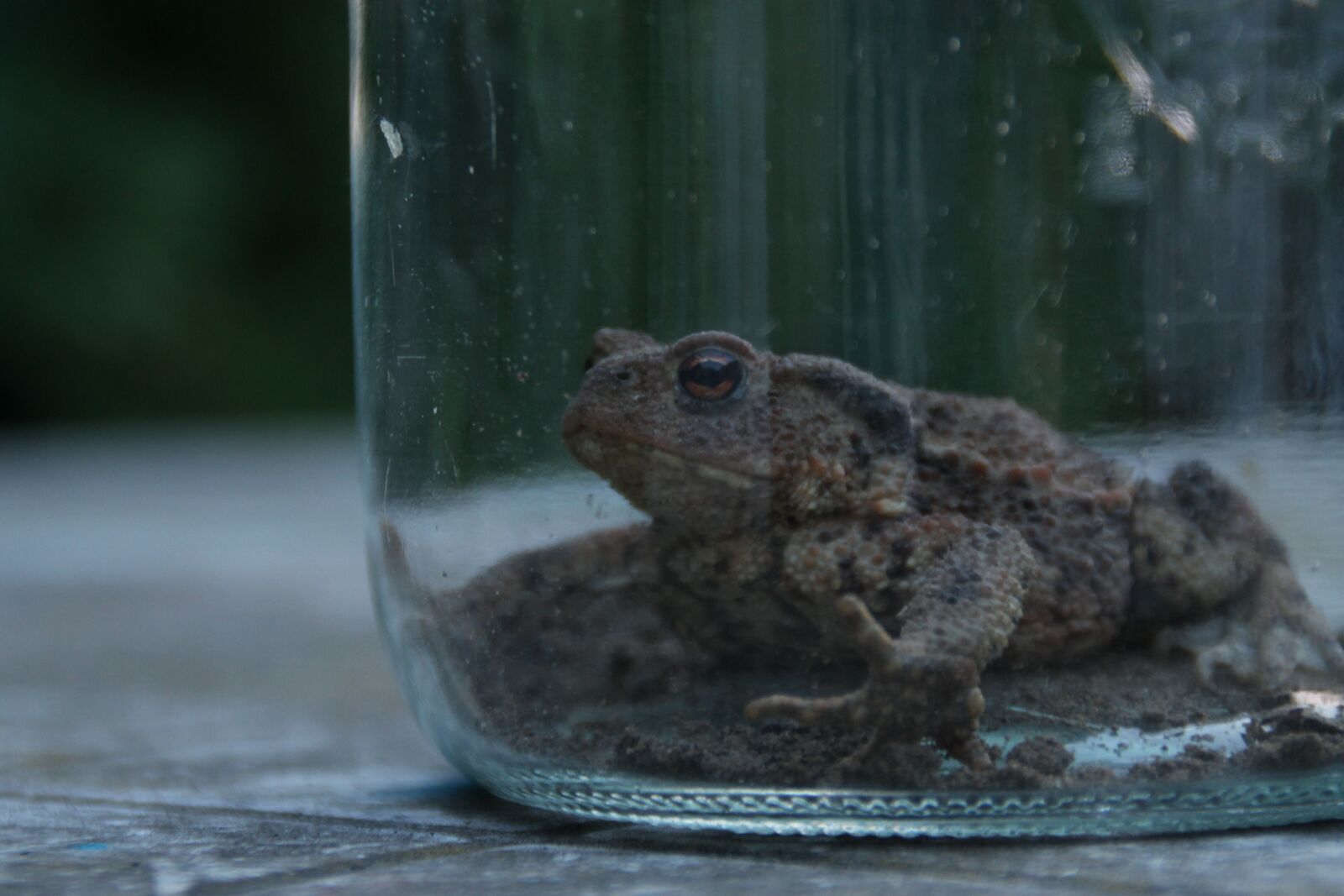 Canon EOS 1100D (EOS Rebel T3 / EOS Kiss X50) sample photo. Toad, weatherman, animal photography