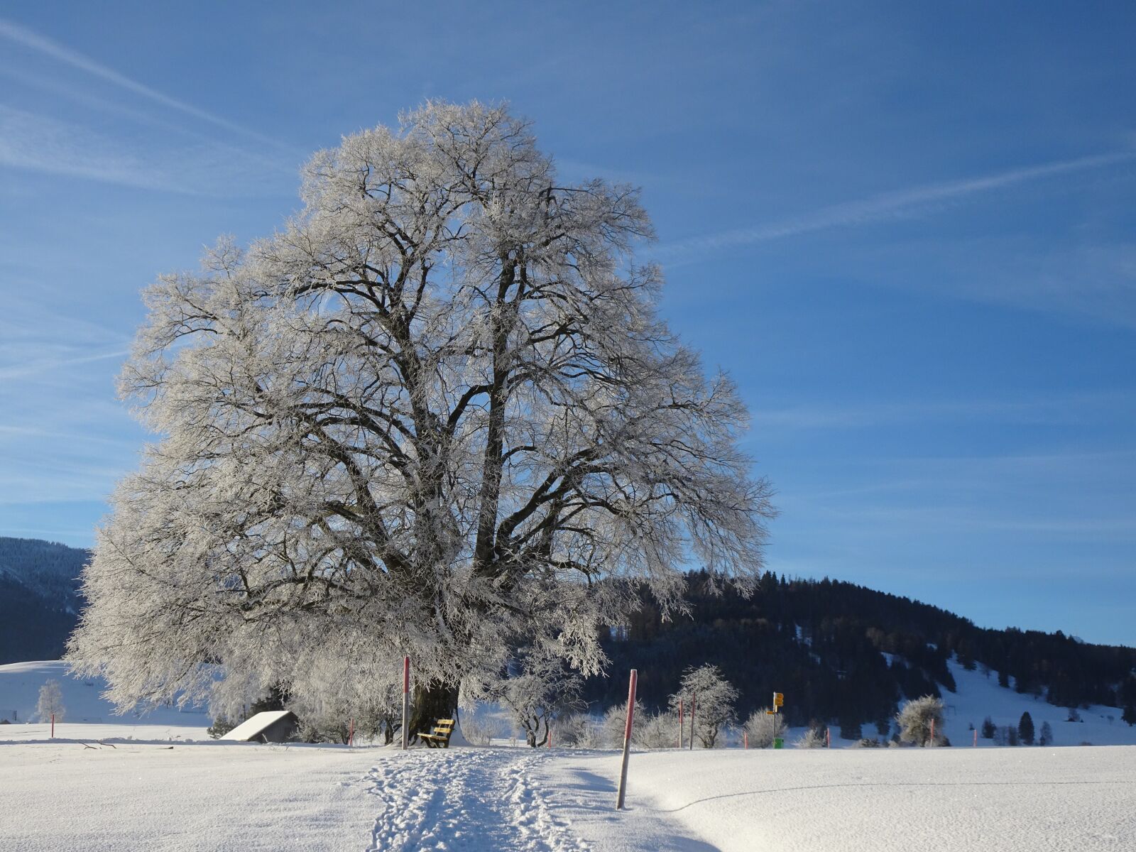 Sony Cyber-shot DSC-HX90V sample photo. Winter, snow, tree photography