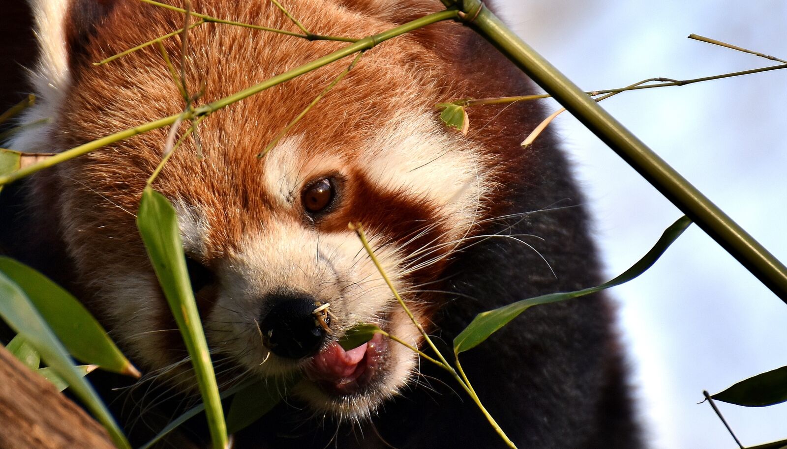 Nikon D7200 sample photo. Panda, red panda, bear photography