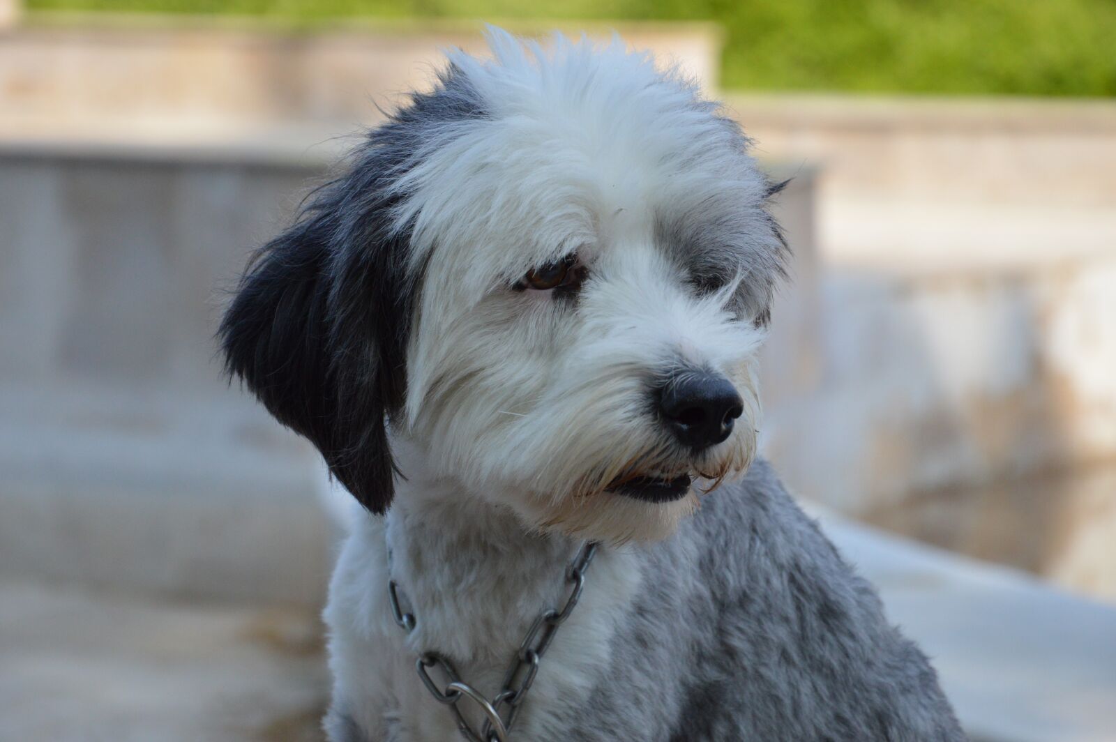 Nikon D3200 sample photo. Doggy, summer, animal photography