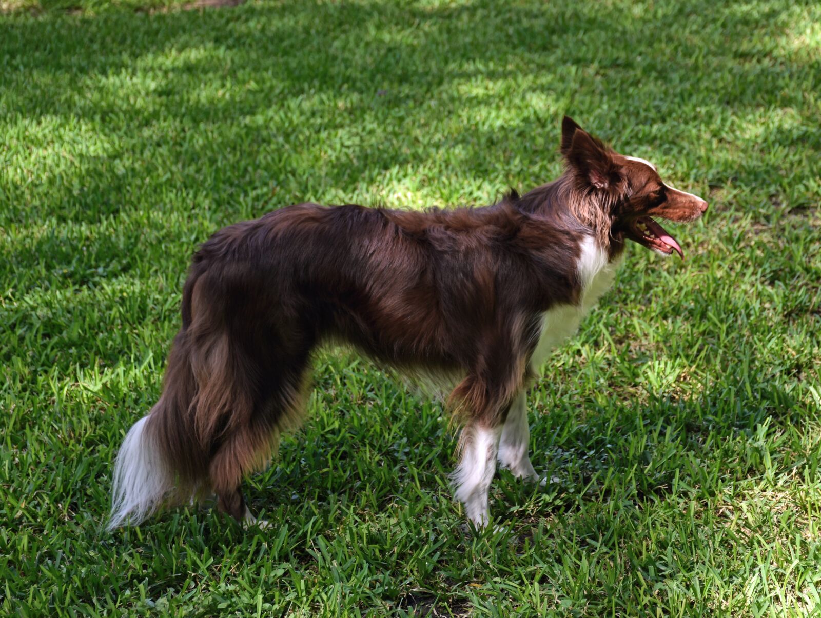 Nikon D7200 sample photo. Border collie, dog, pet photography