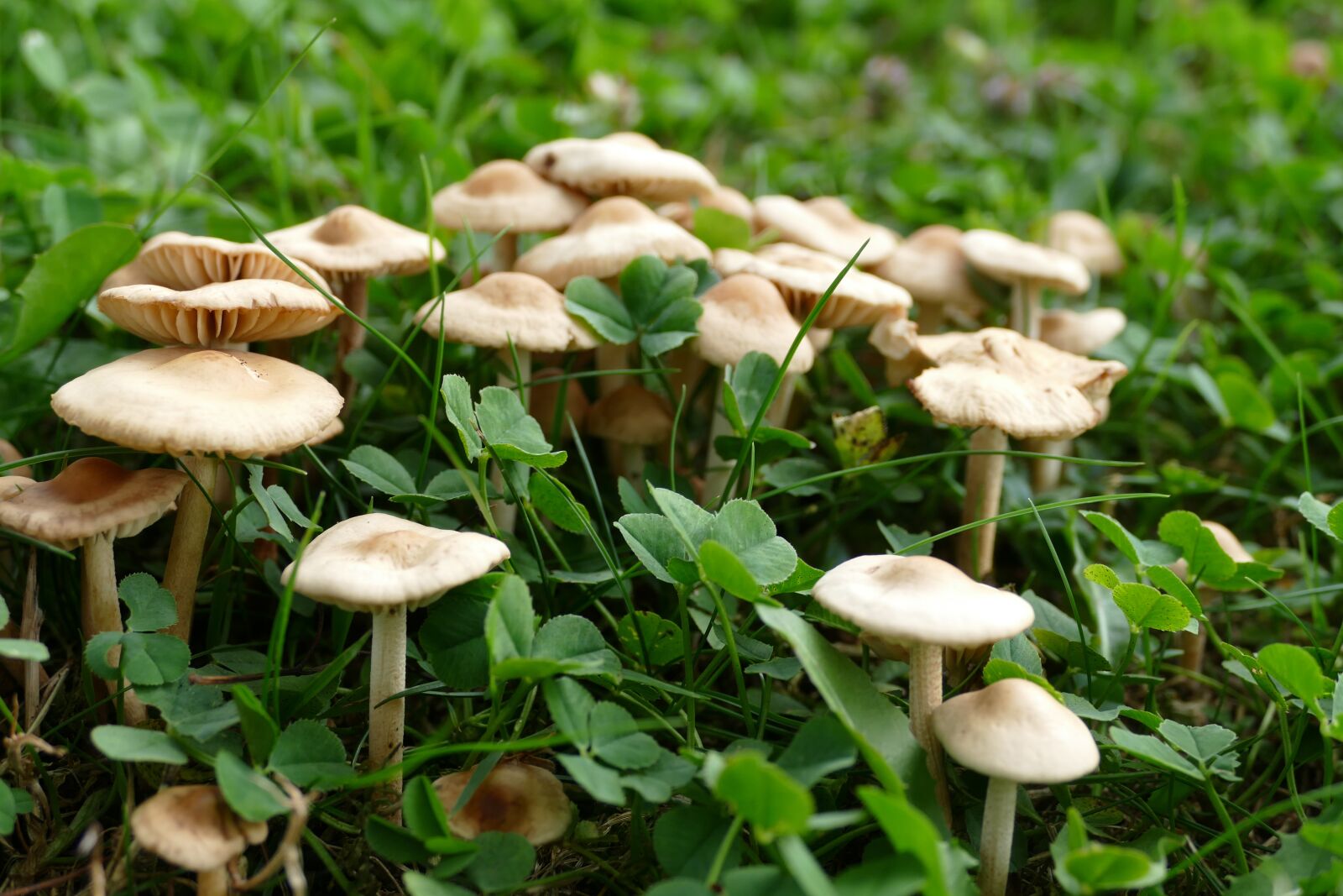 Panasonic Lumix DMC-FZ1000 sample photo. Cloves schwindl inge, mushrooms photography