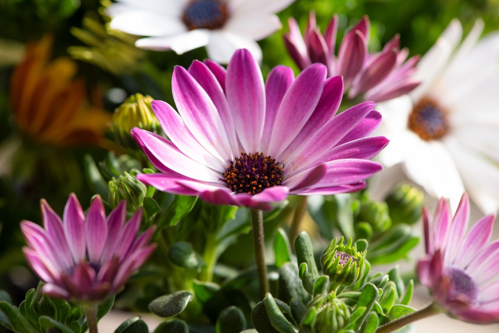 Nikon D750 sample photo. Cape daisies, flowers, purple photography