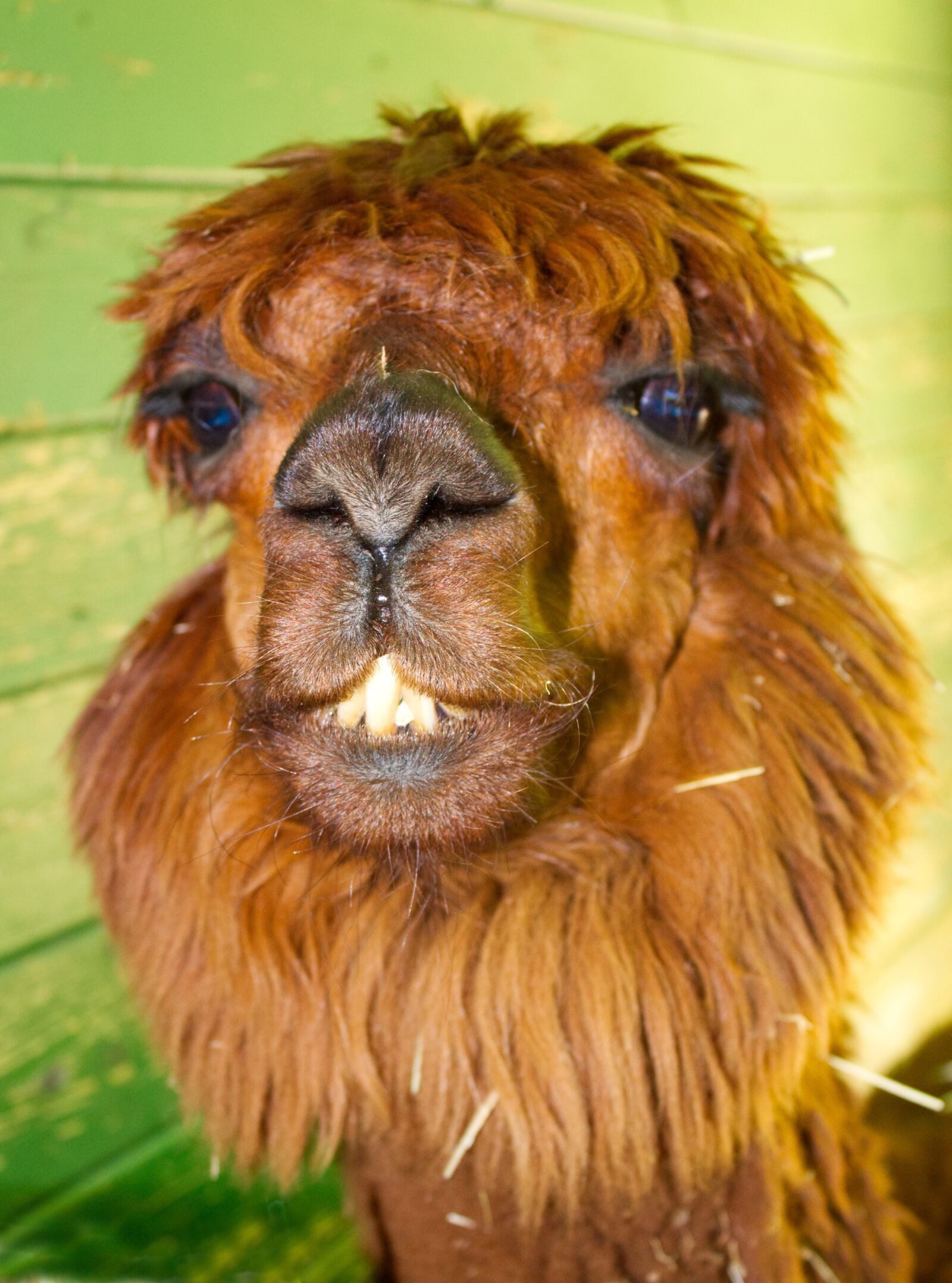 Canon EOS 1300D (EOS Rebel T6 / EOS Kiss X80) sample photo. Alpaca, animal, peru photography