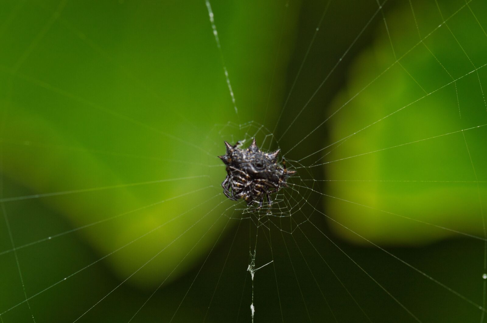 Nikon D3200 sample photo. Spider, arachnid, insects photography