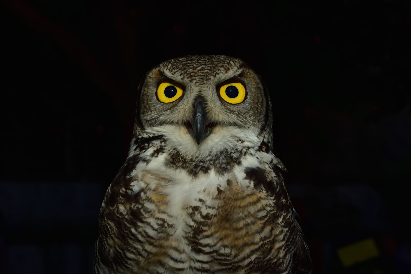 Nikon D810 sample photo. Owl, raptor, eyes photography