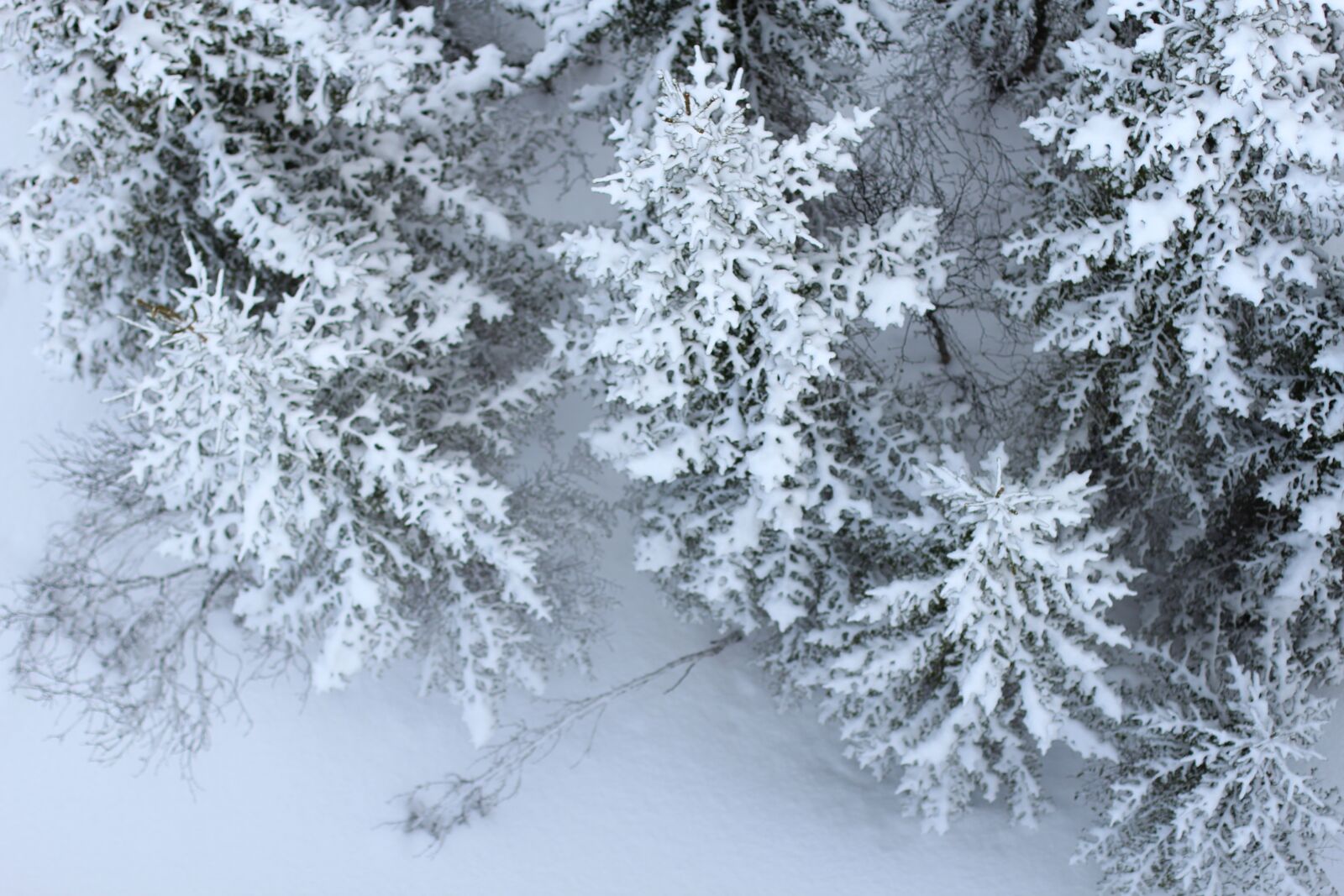 Canon EOS 600D (Rebel EOS T3i / EOS Kiss X5) + Canon EF 50mm F1.4 USM sample photo. Snow, firs, perspective photography
