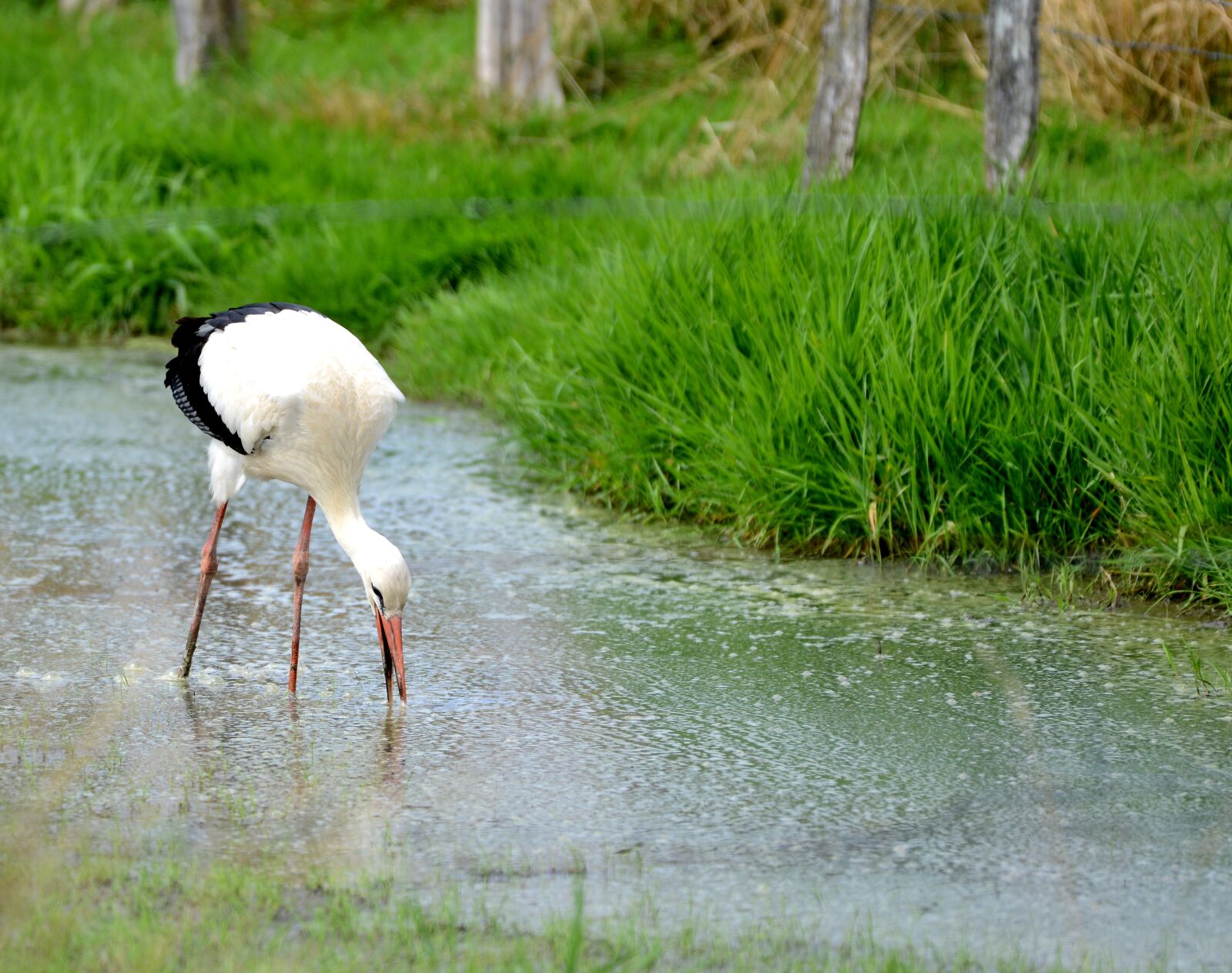 Nikon D600 sample photo. Stork, bird, wing photography