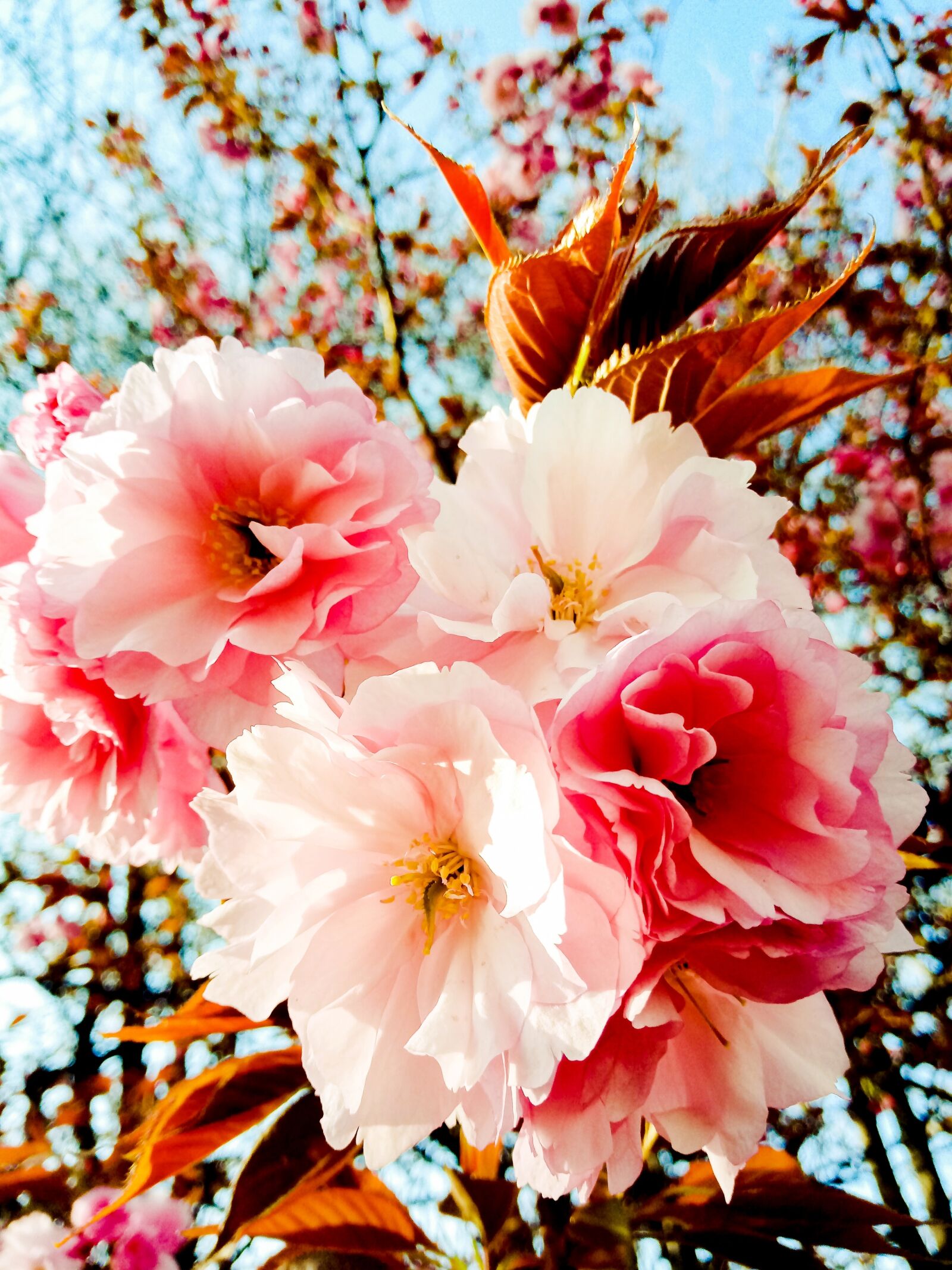 LG LM-X410.F sample photo. Spring, afternoon, flowers photography