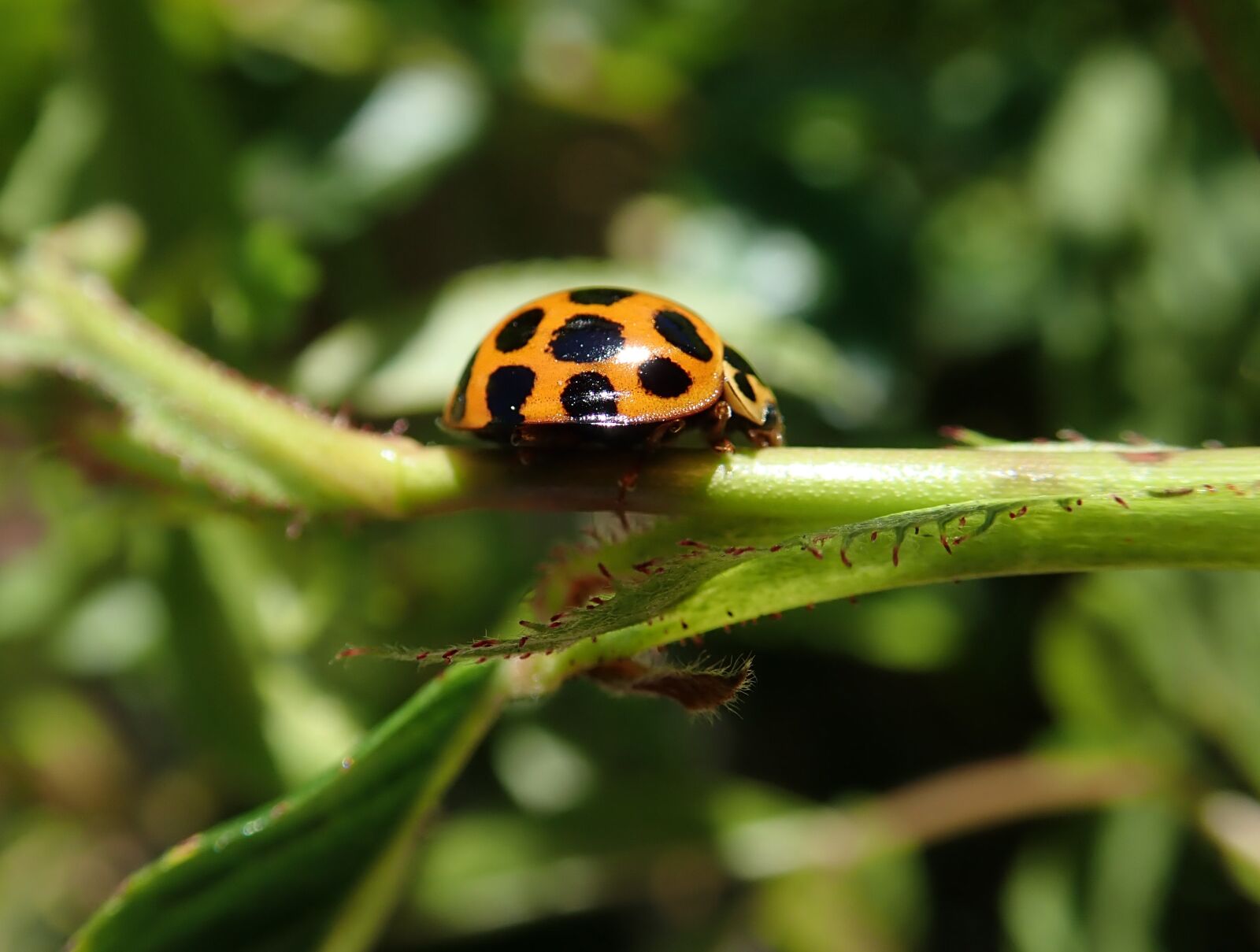 Olympus TG-5 sample photo. Ladybird, bug, insect photography