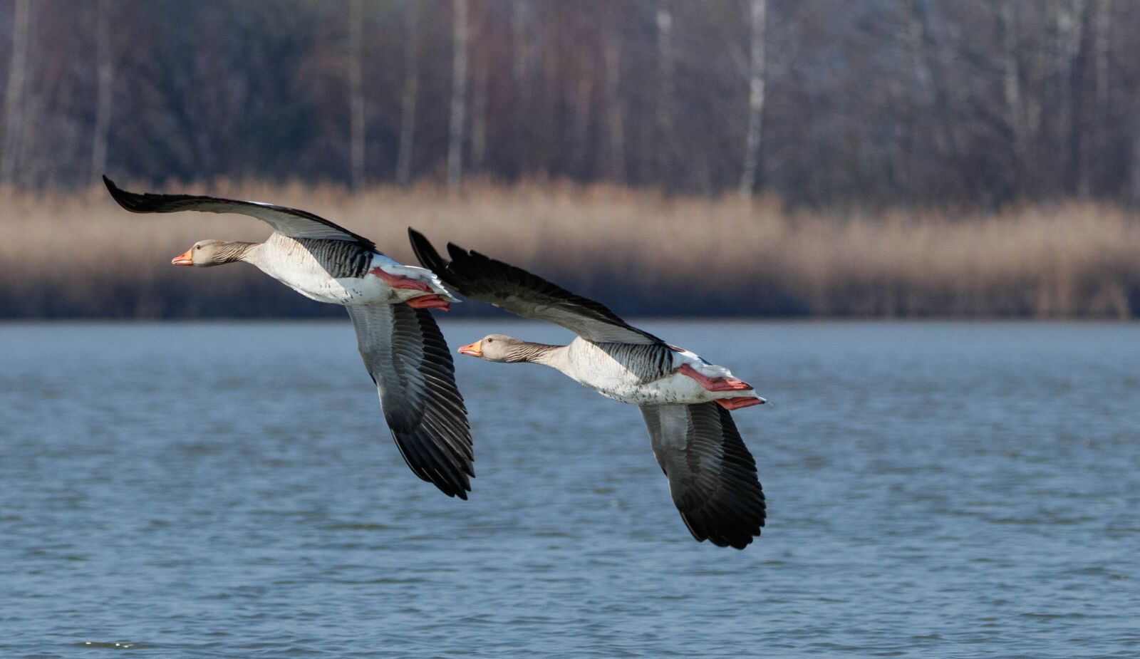 150-600mm F5-6.3 DG OS HSM | Contemporary 015 sample photo. Wild goose, lake, water photography