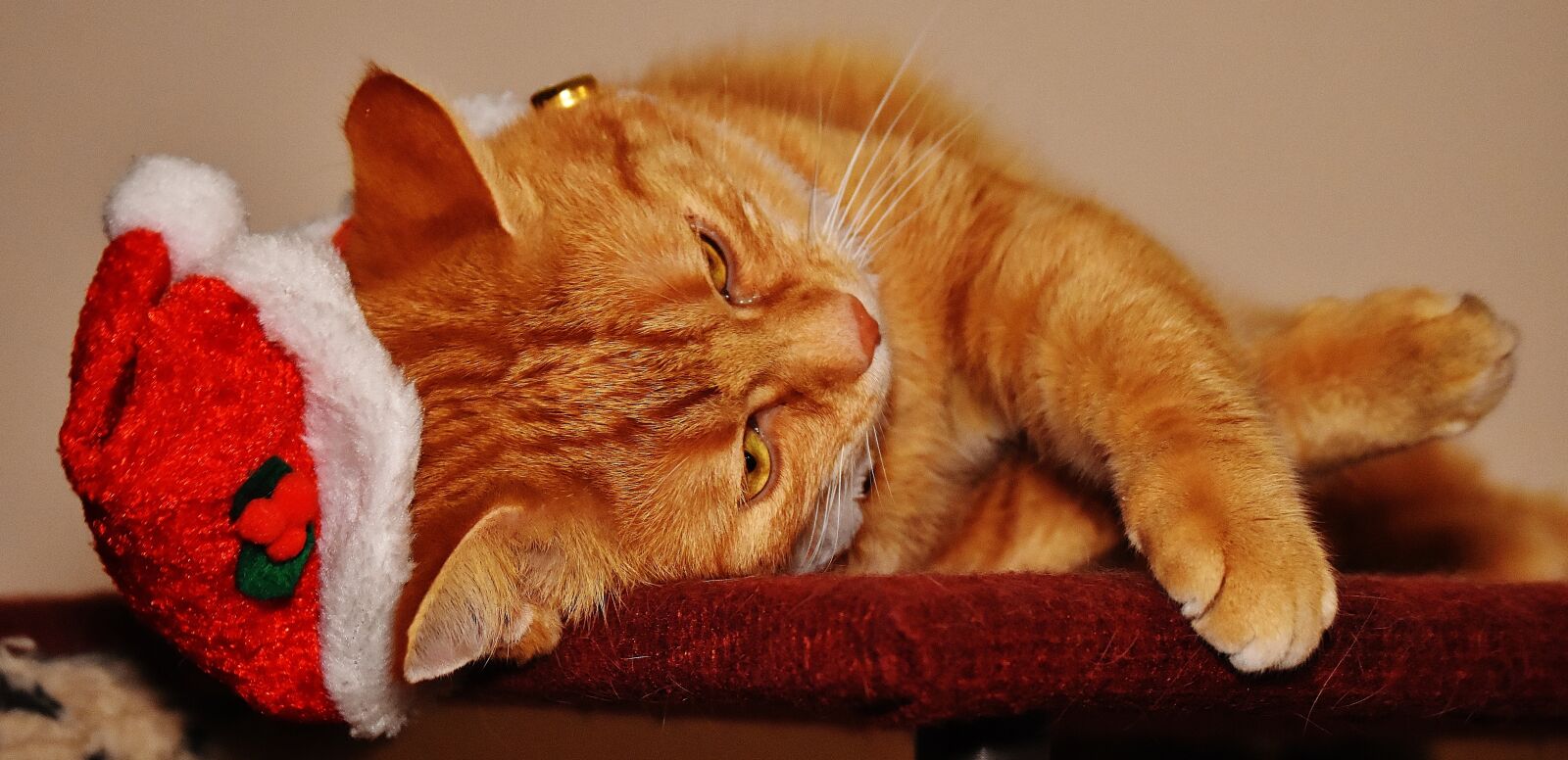 Nikon D7200 sample photo. Cat, red, christmas photography