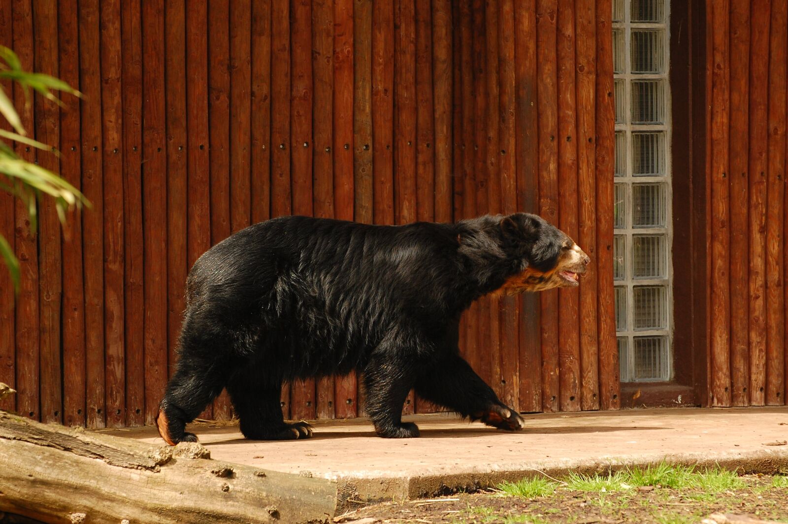Nikon D40 sample photo. Bear, black, zoo photography