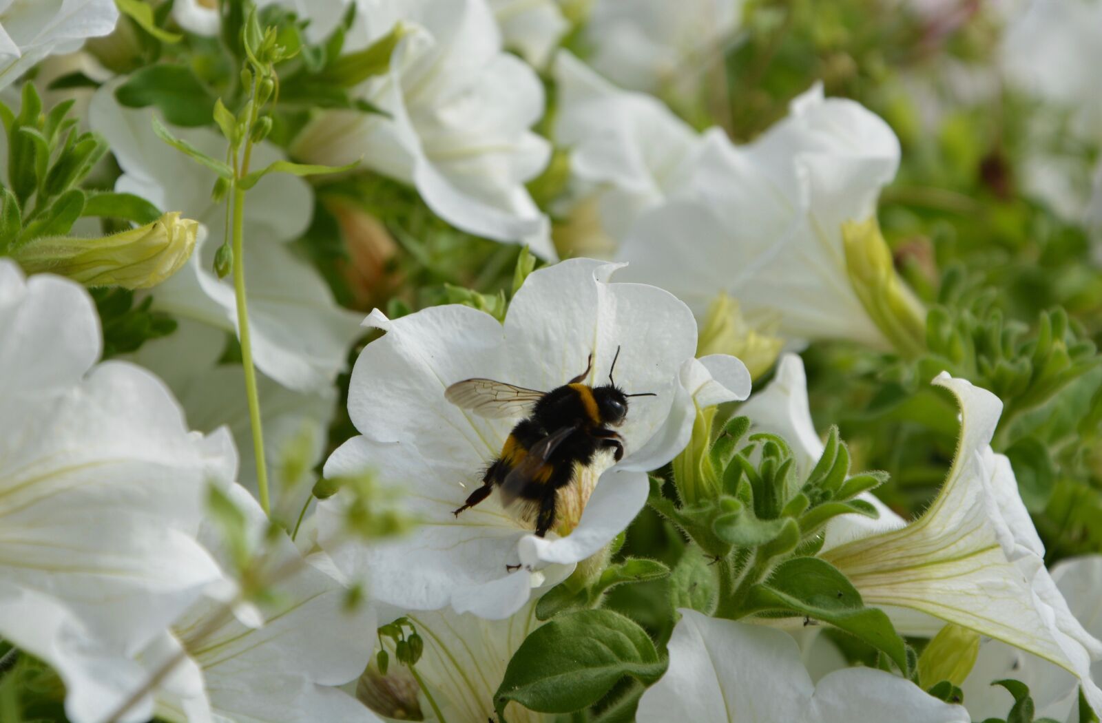Nikon D5200 sample photo. Insect, bourdon, forage photography