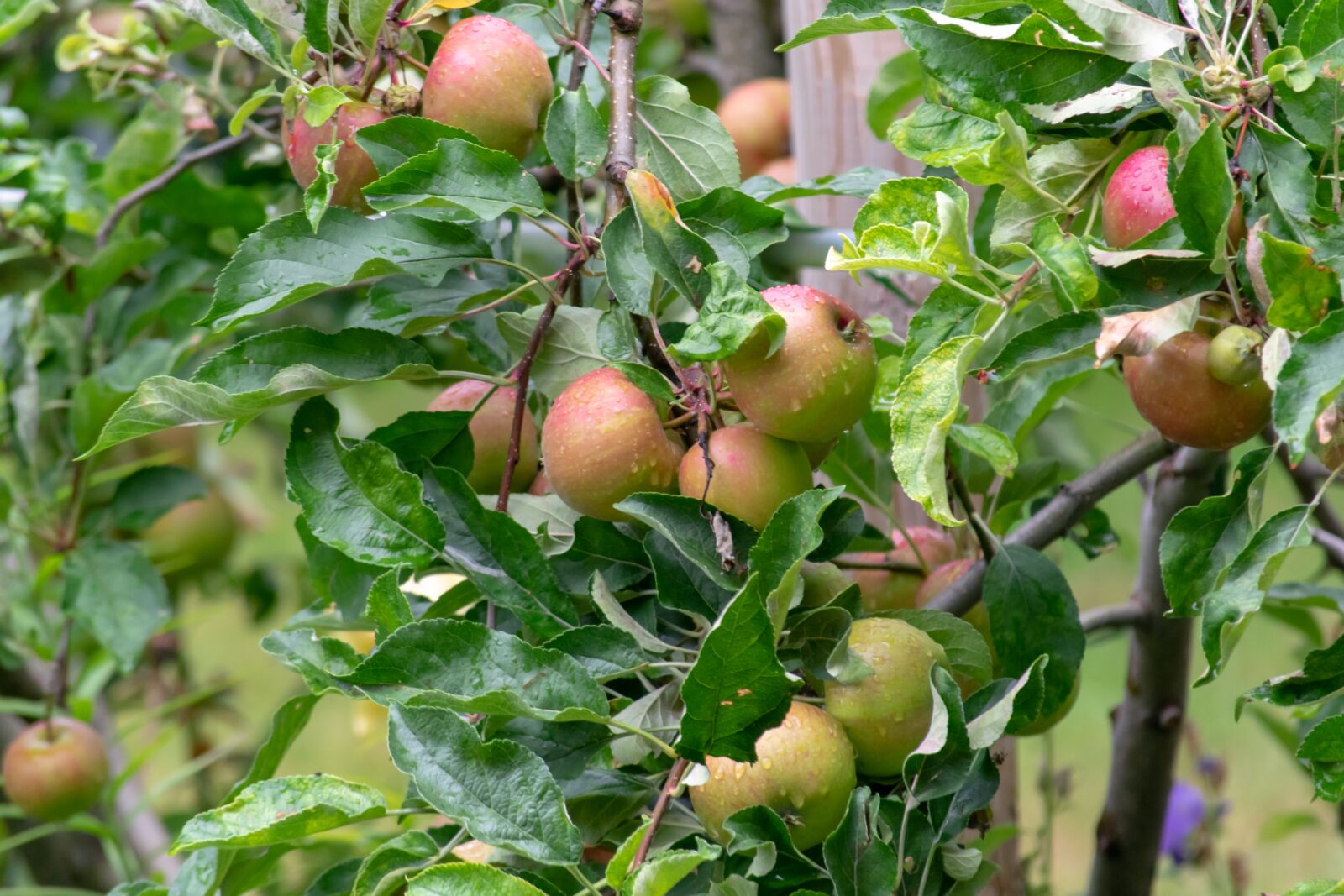Nikon D3300 sample photo. Plant, tree, apple photography