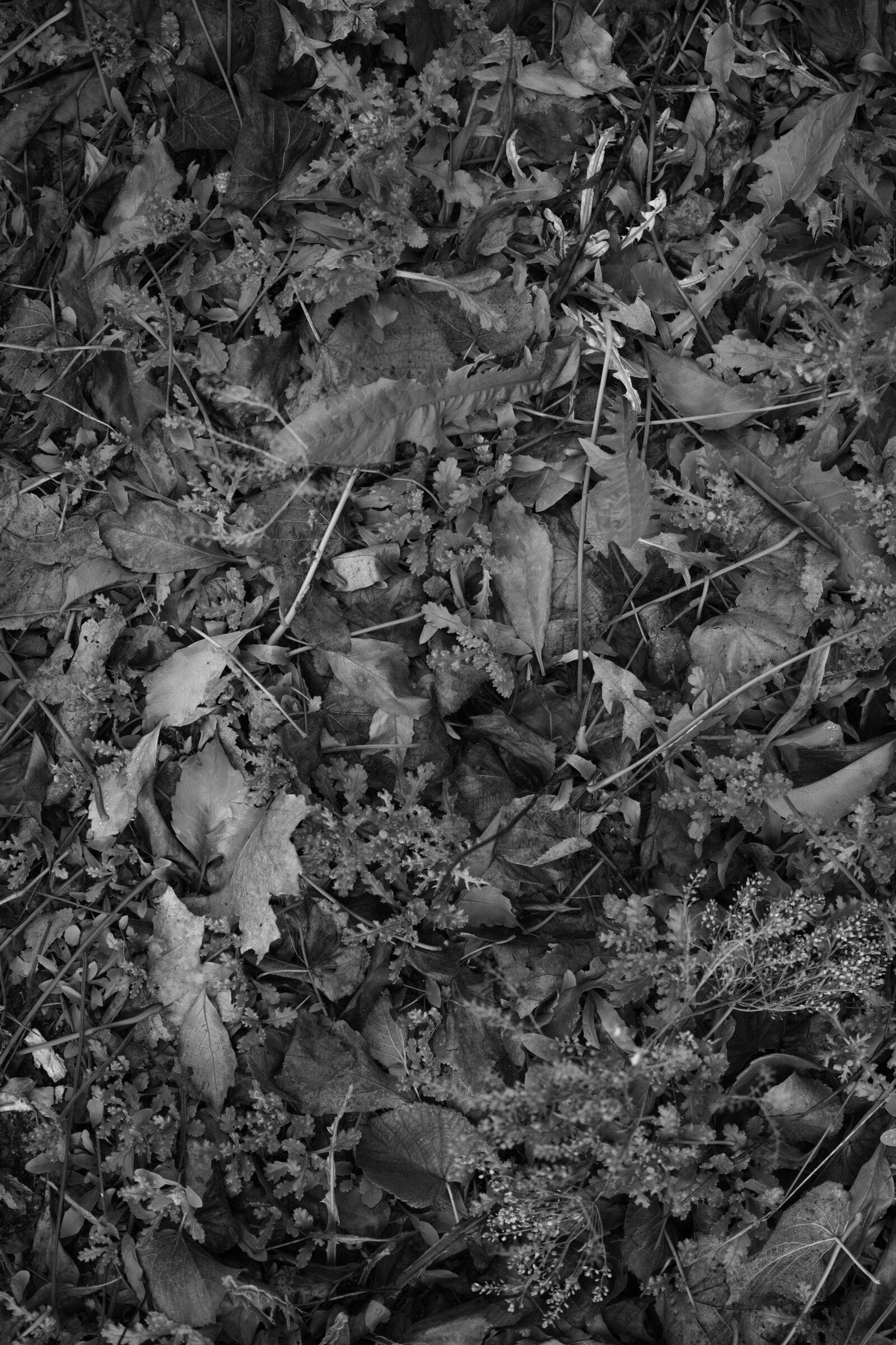 Sigma dp2 Quattro sample photo. Leaves of autumn b photography